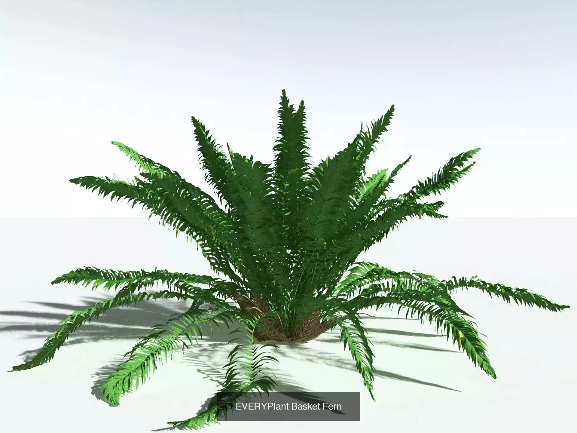 EVERYPlant Daintree Rainforest Biome 3D Model Collection_1
