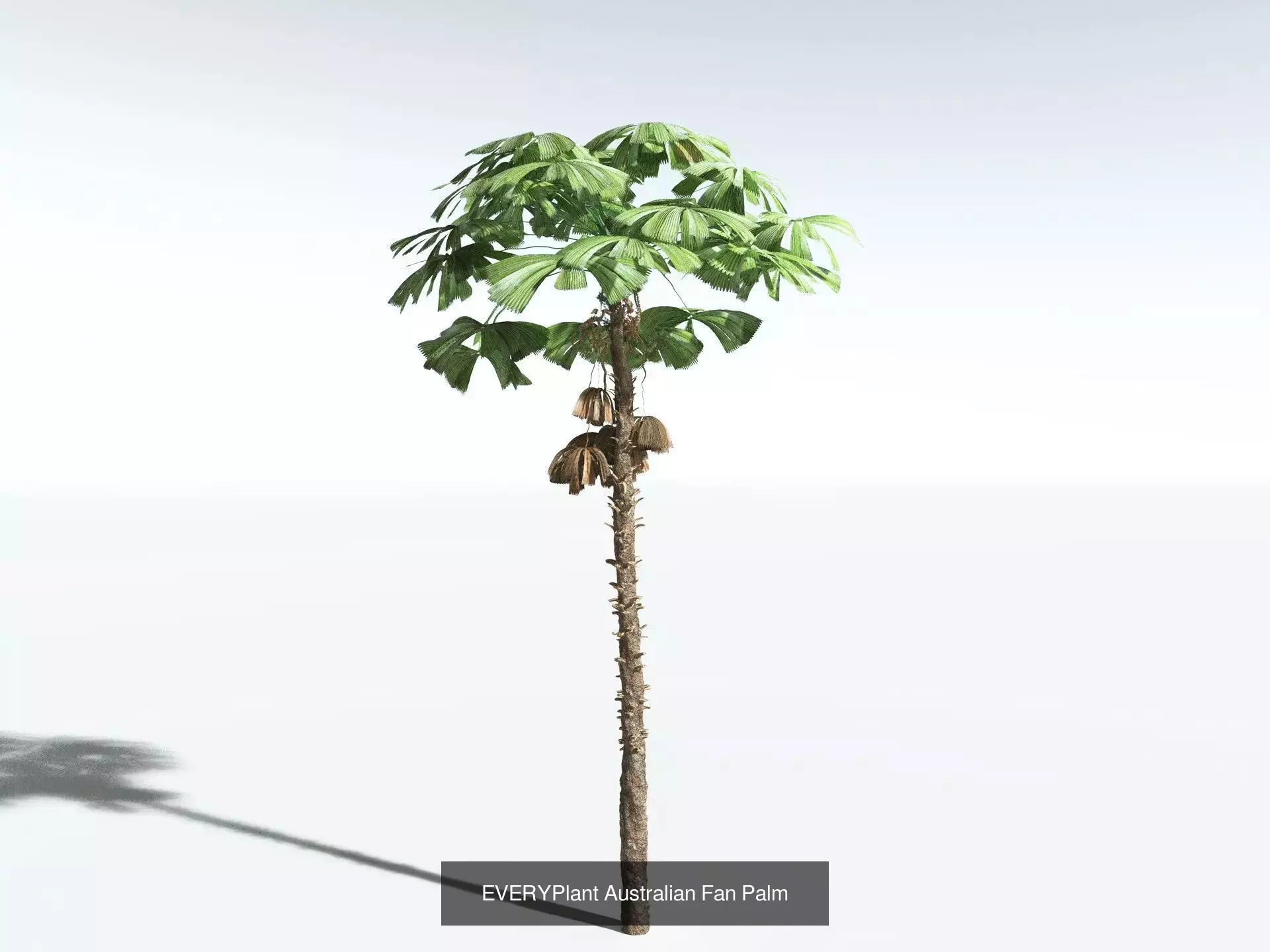 EVERYPlant Daintree Rainforest Biome 3D Model Collection_5