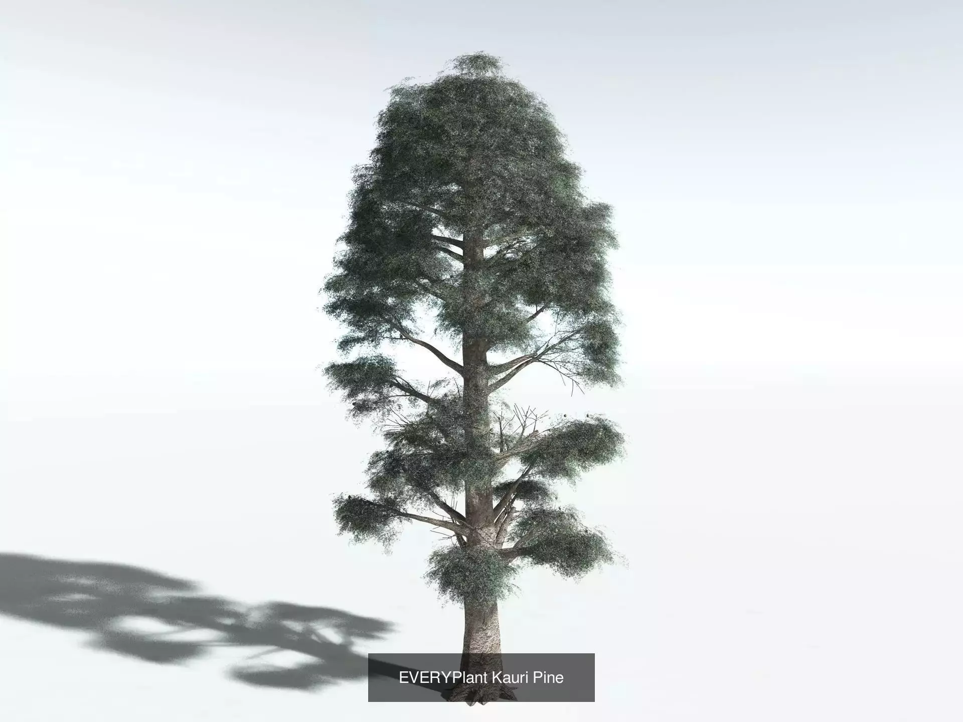 EVERYPlant Daintree Rainforest Biome 3D Model Collection_10