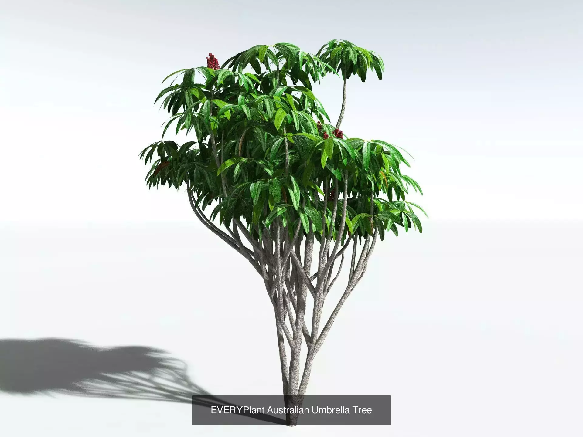 EVERYPlant Daintree Rainforest Biome 3D Model Collection_11