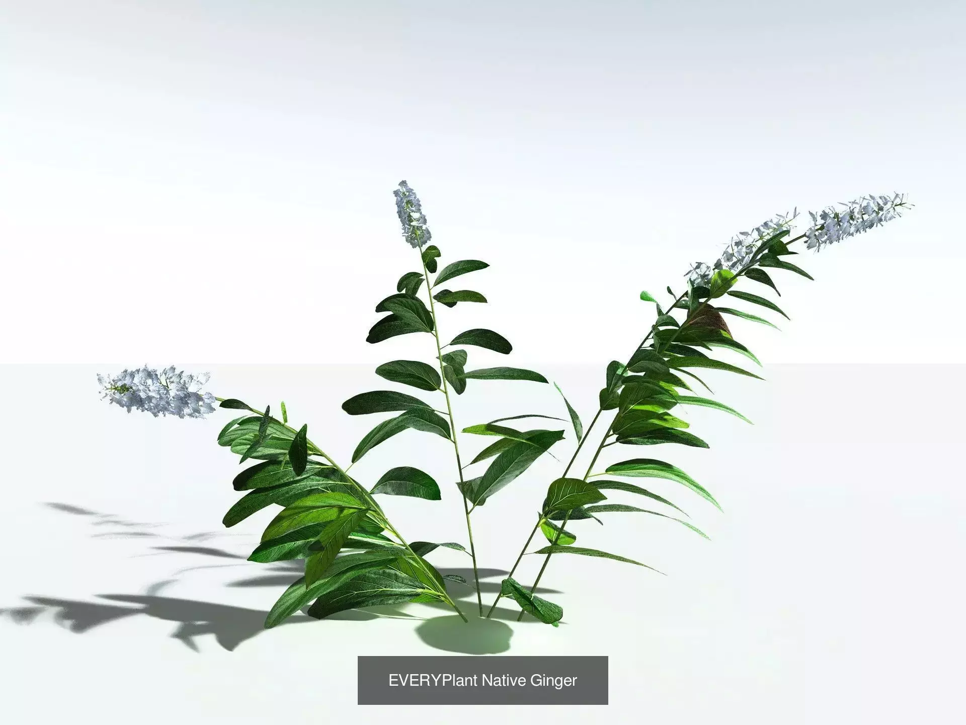 EVERYPlant Daintree Rainforest Biome 3D Model Collection_4