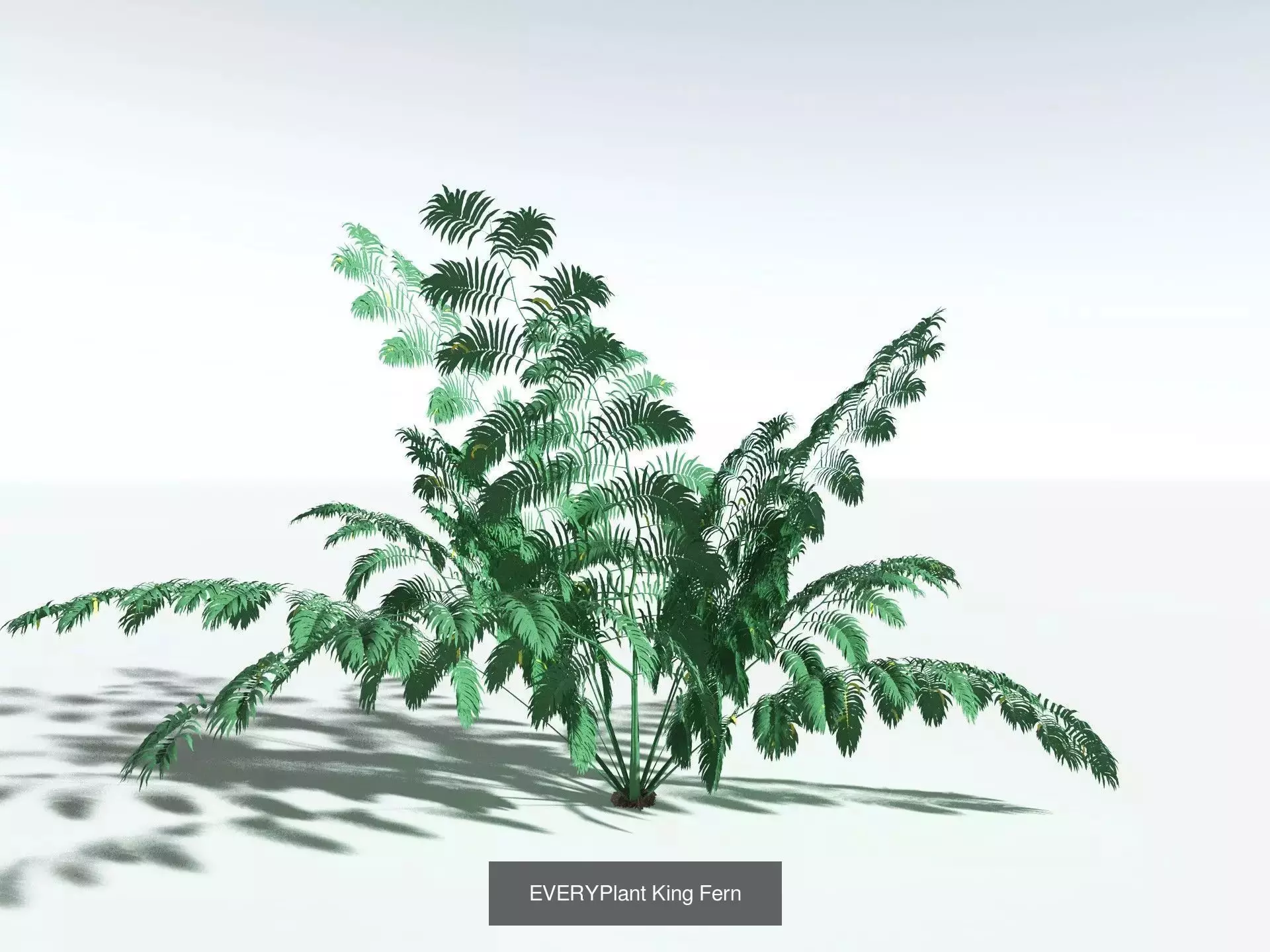 EVERYPlant Daintree Rainforest Biome 3D Model Collection_2