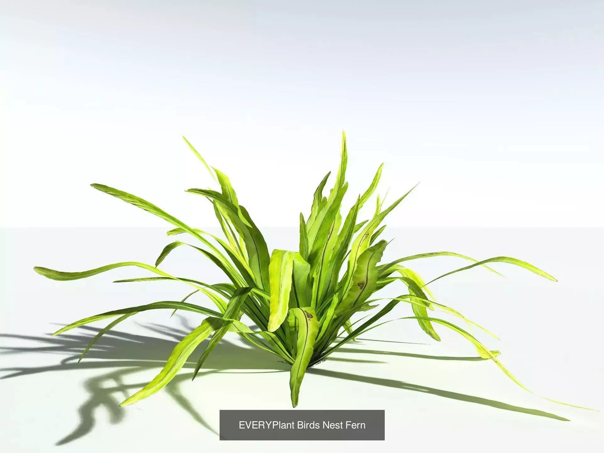 EVERYPlant Daintree Rainforest Biome 3D Model Collection_12