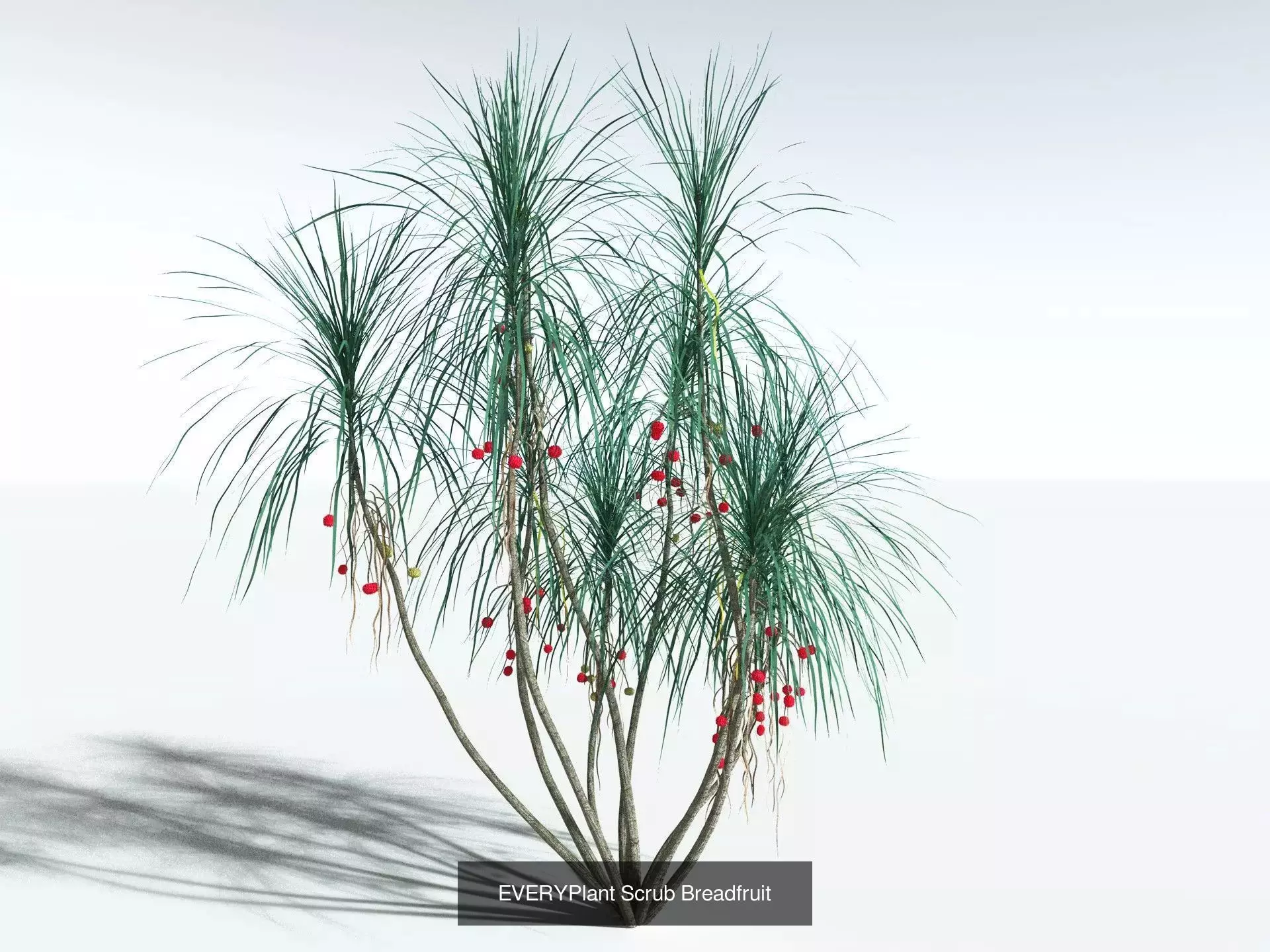 EVERYPlant Daintree Rainforest Biome 3D Model Collection_6