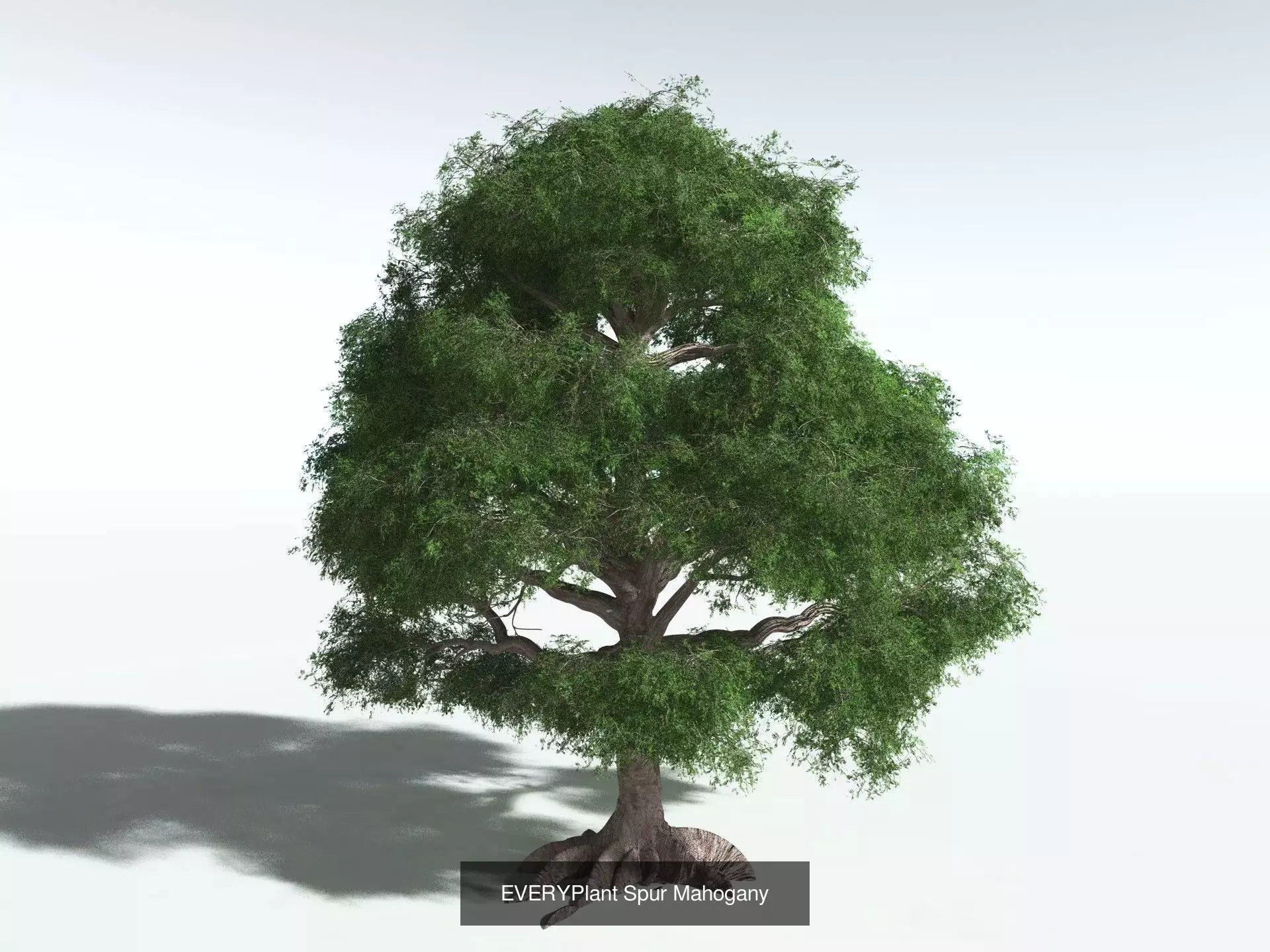 EVERYPlant Daintree Rainforest Biome 3D Model Collection_8