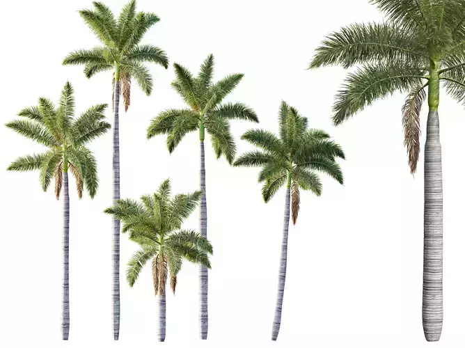 AV Roystonea Regia trees