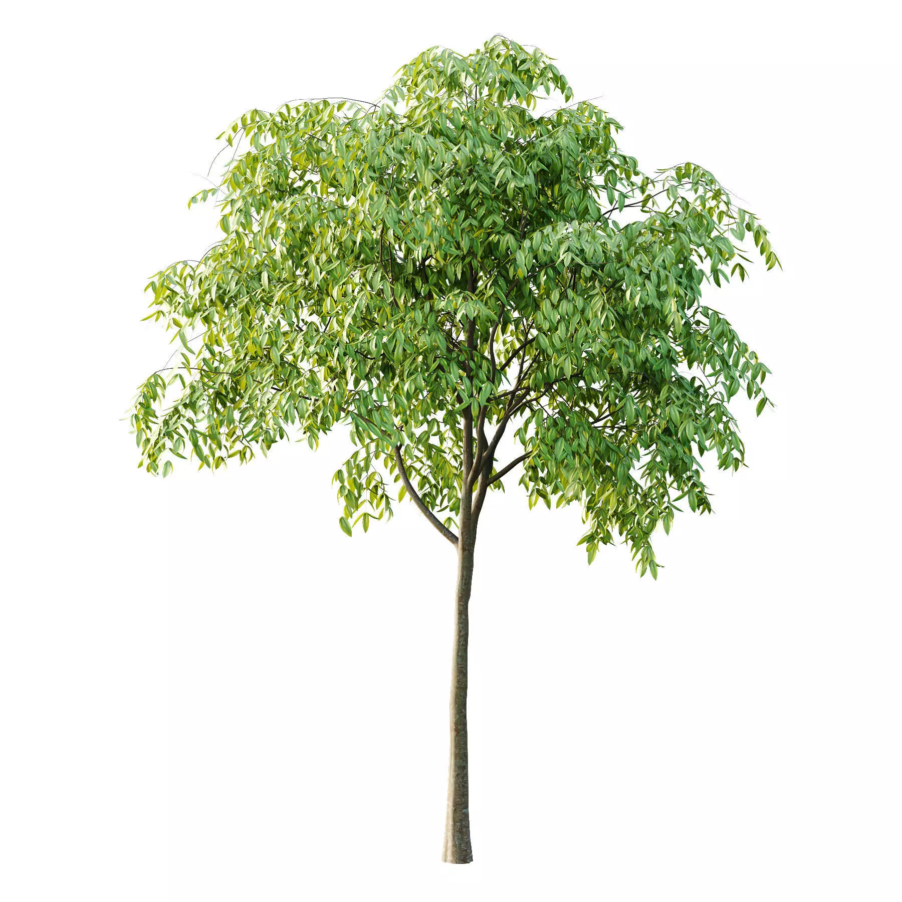 Excellent collection of Tree plants 16 Different Models 0022 _12