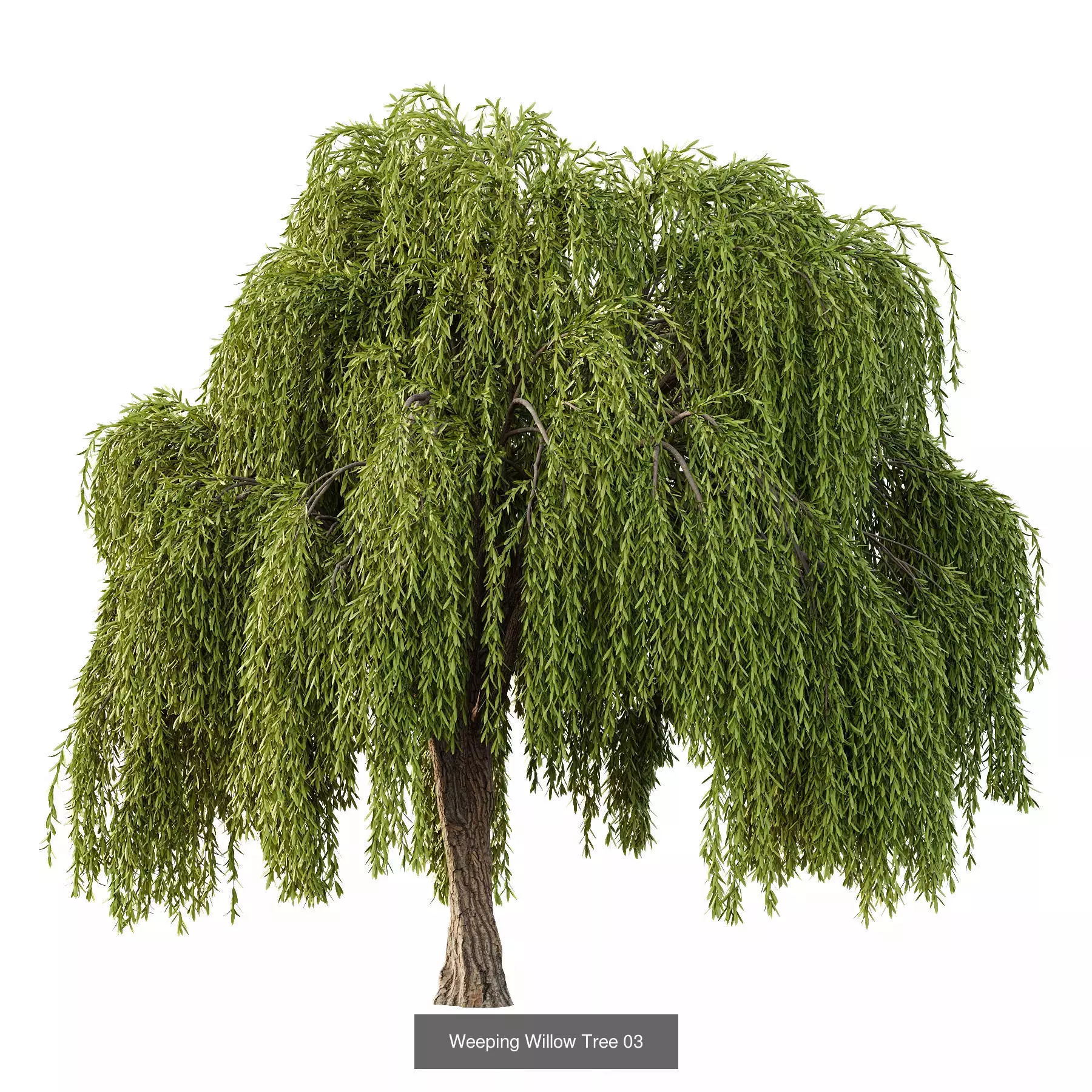 Excellent collection of Tree plants 16 Different Models 0022 _6