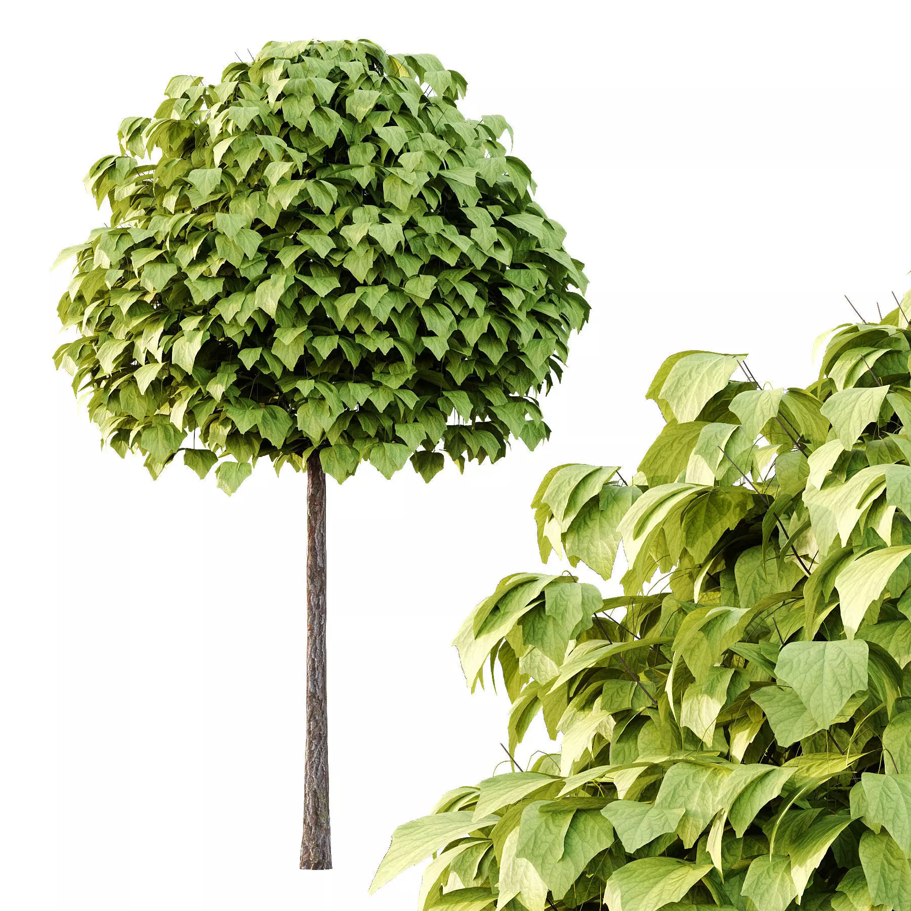 Excellent collection of Tree plants 16 Different Models 0022 _8