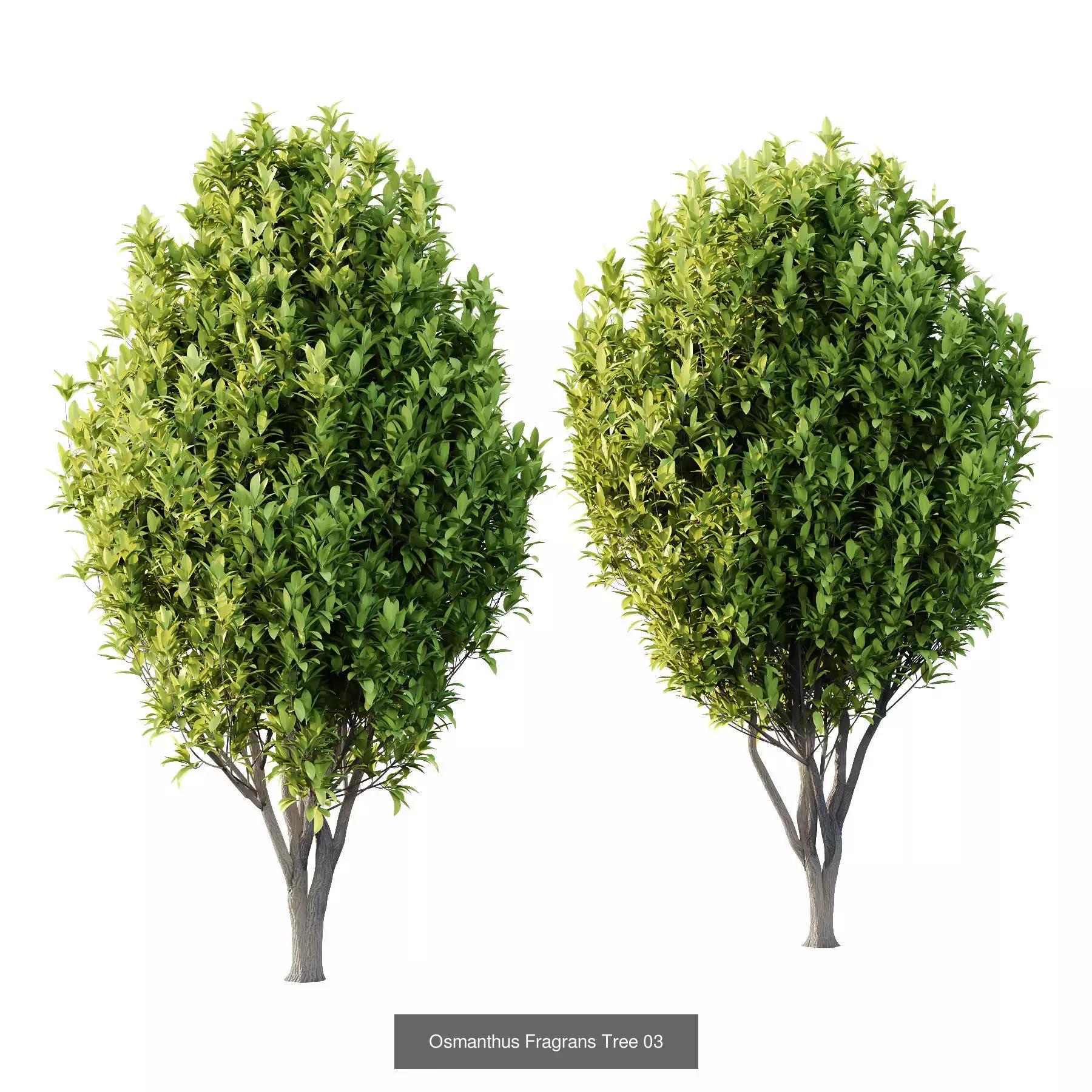 Excellent collection of Tree plants 16 Different Models 0022 _4