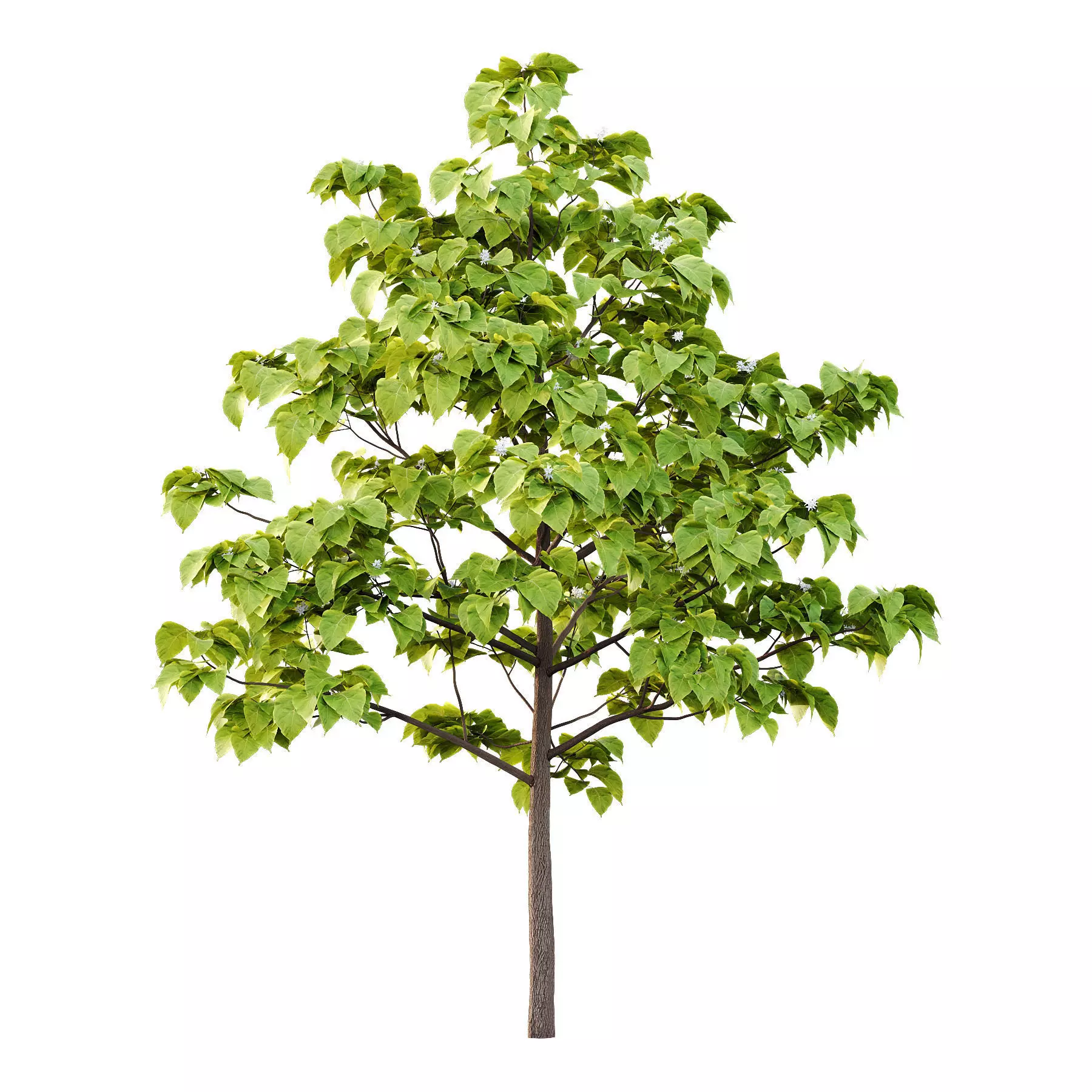 Excellent collection of Tree plants 16 Different Models 0022 _9