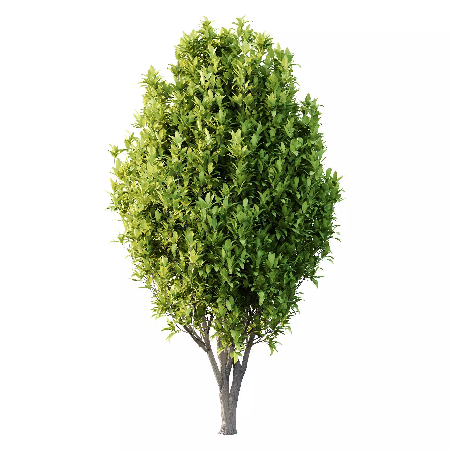 Excellent collection of Tree plants 16 Different Models 0022 _20