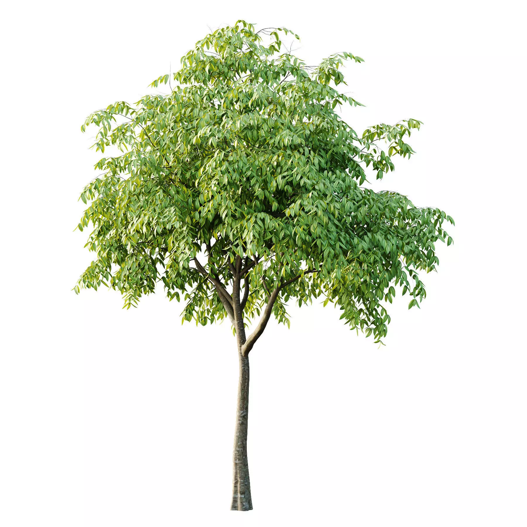 Excellent collection of Tree plants 16 Different Models 0022 _16