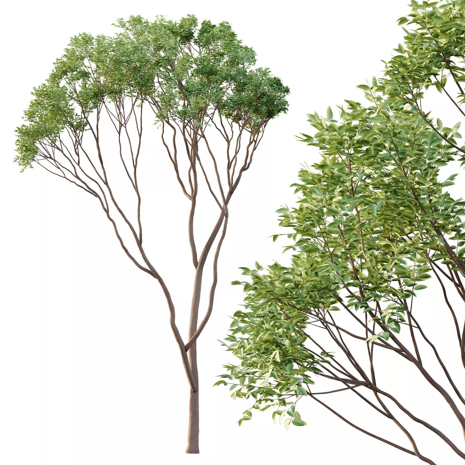 Excellent collection of Tree plants 16 Different Models 0022 _17