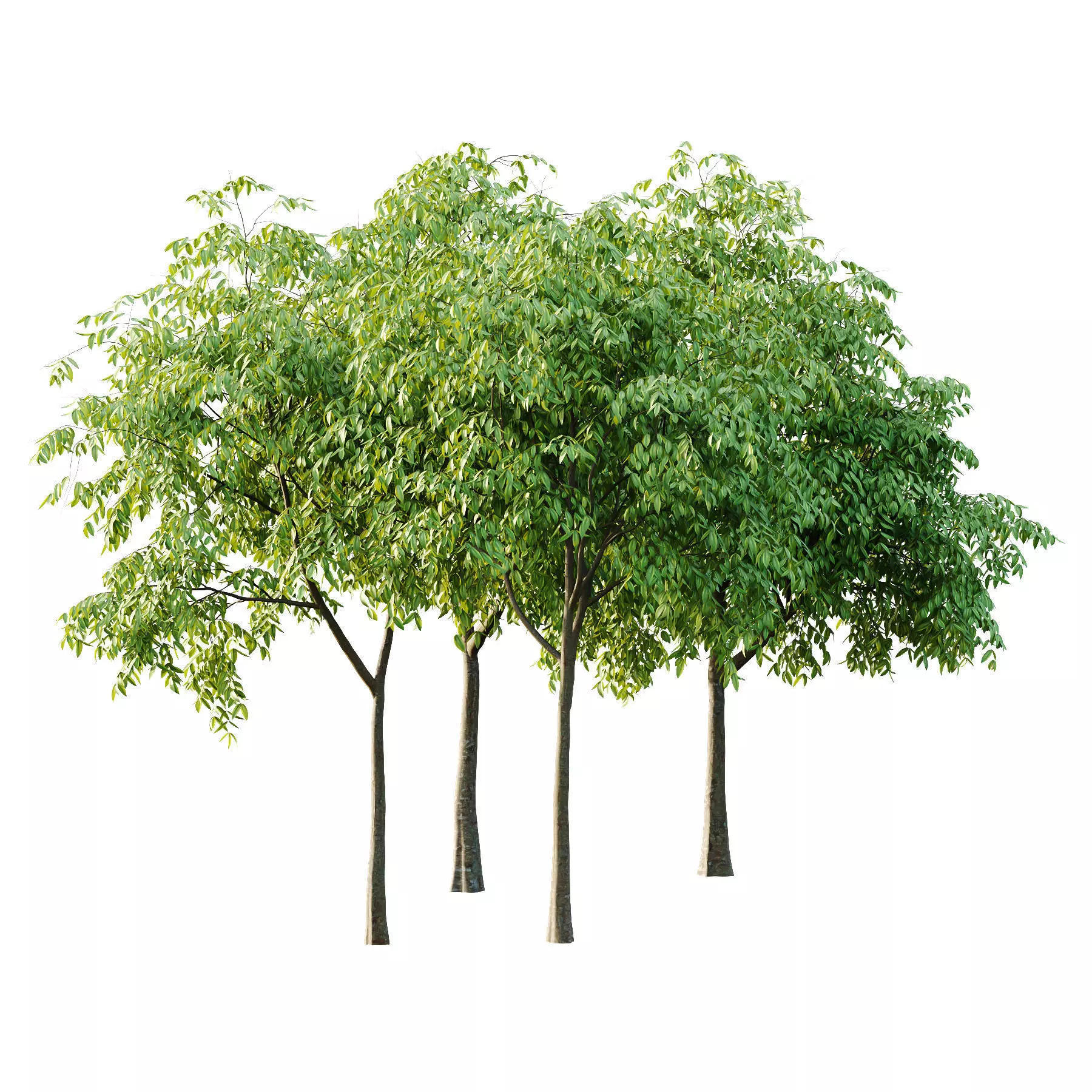 Excellent collection of Tree plants 16 Different Models 0022 _13