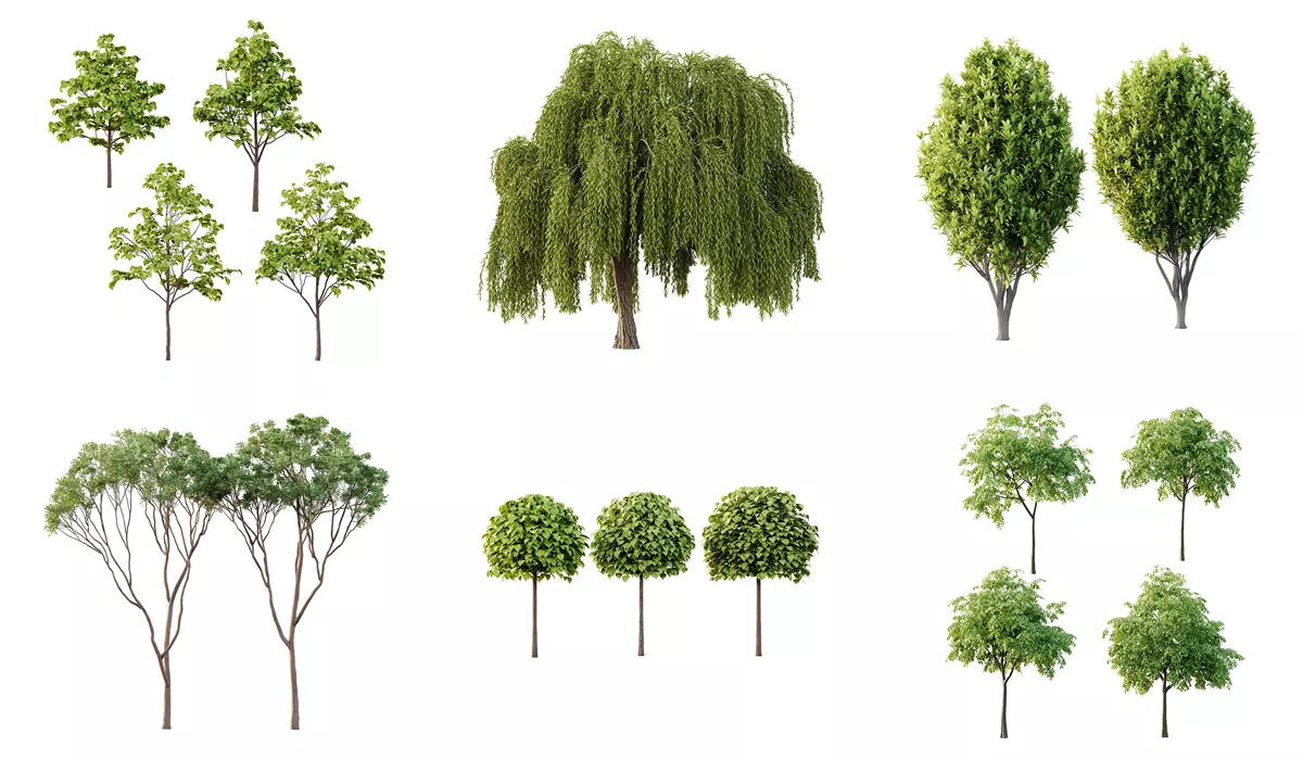 Excellent collection of Tree plants 16 Different Models 0022 _0