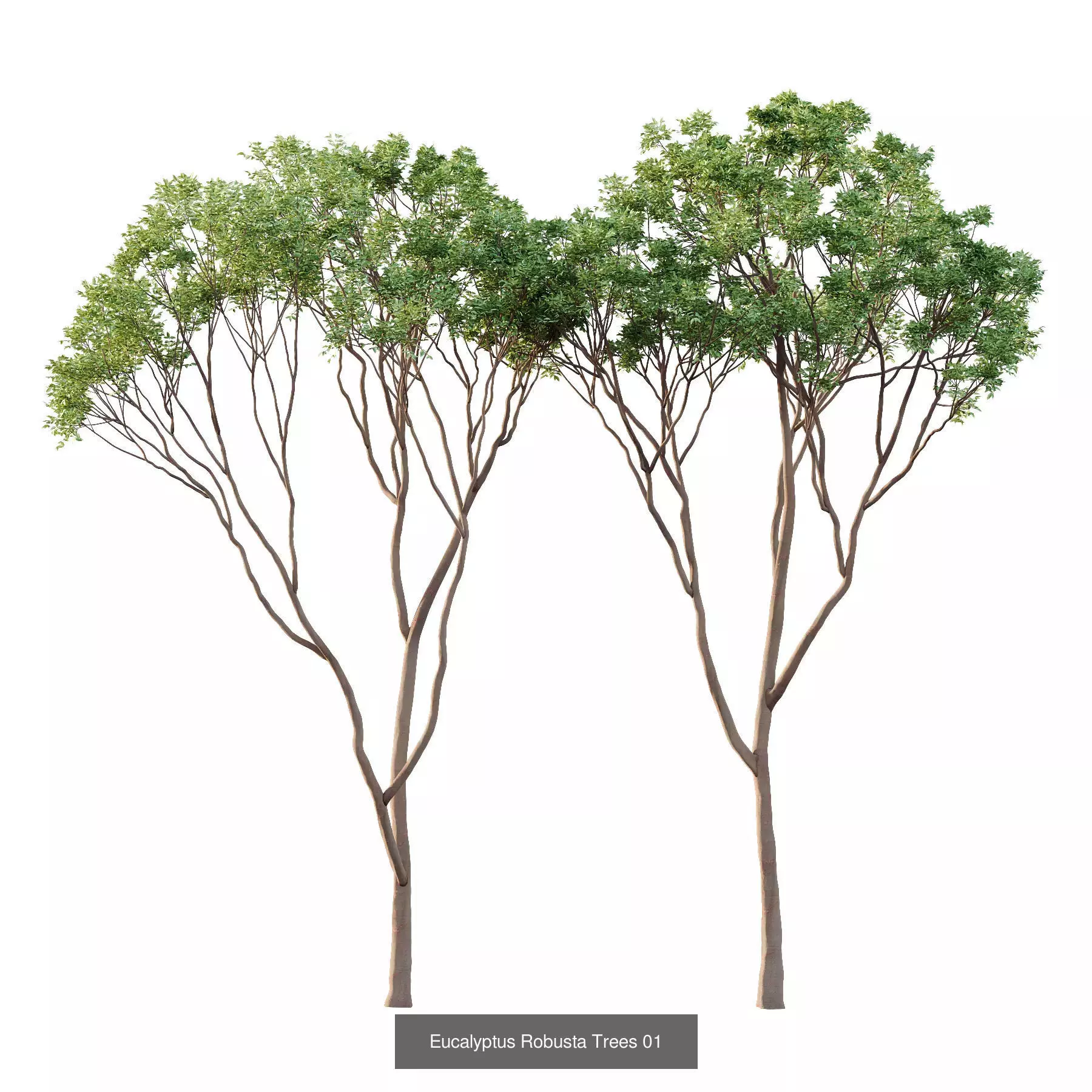 Excellent collection of Tree plants 16 Different Models 0022 _3