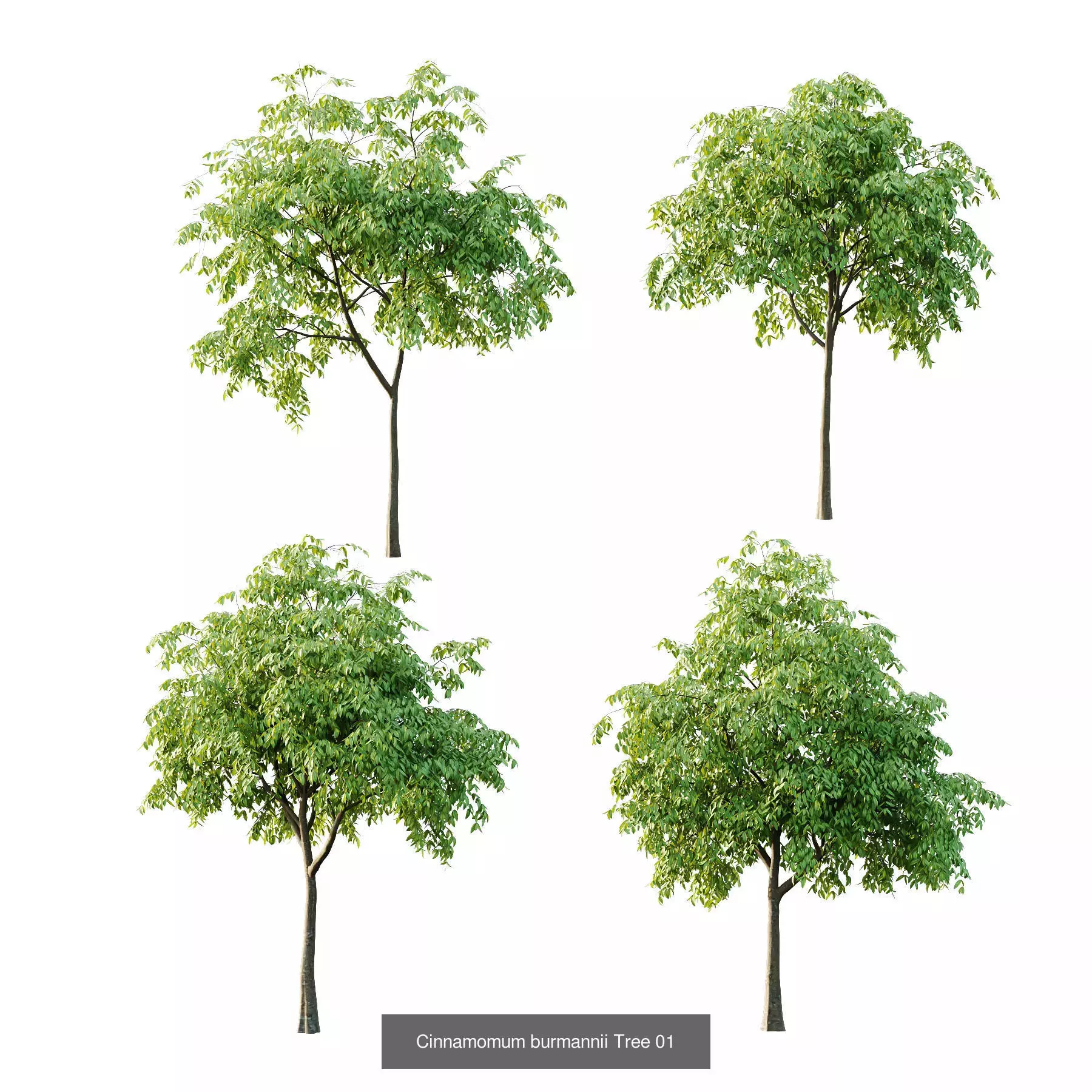 Excellent collection of Tree plants 16 Different Models 0022 _5