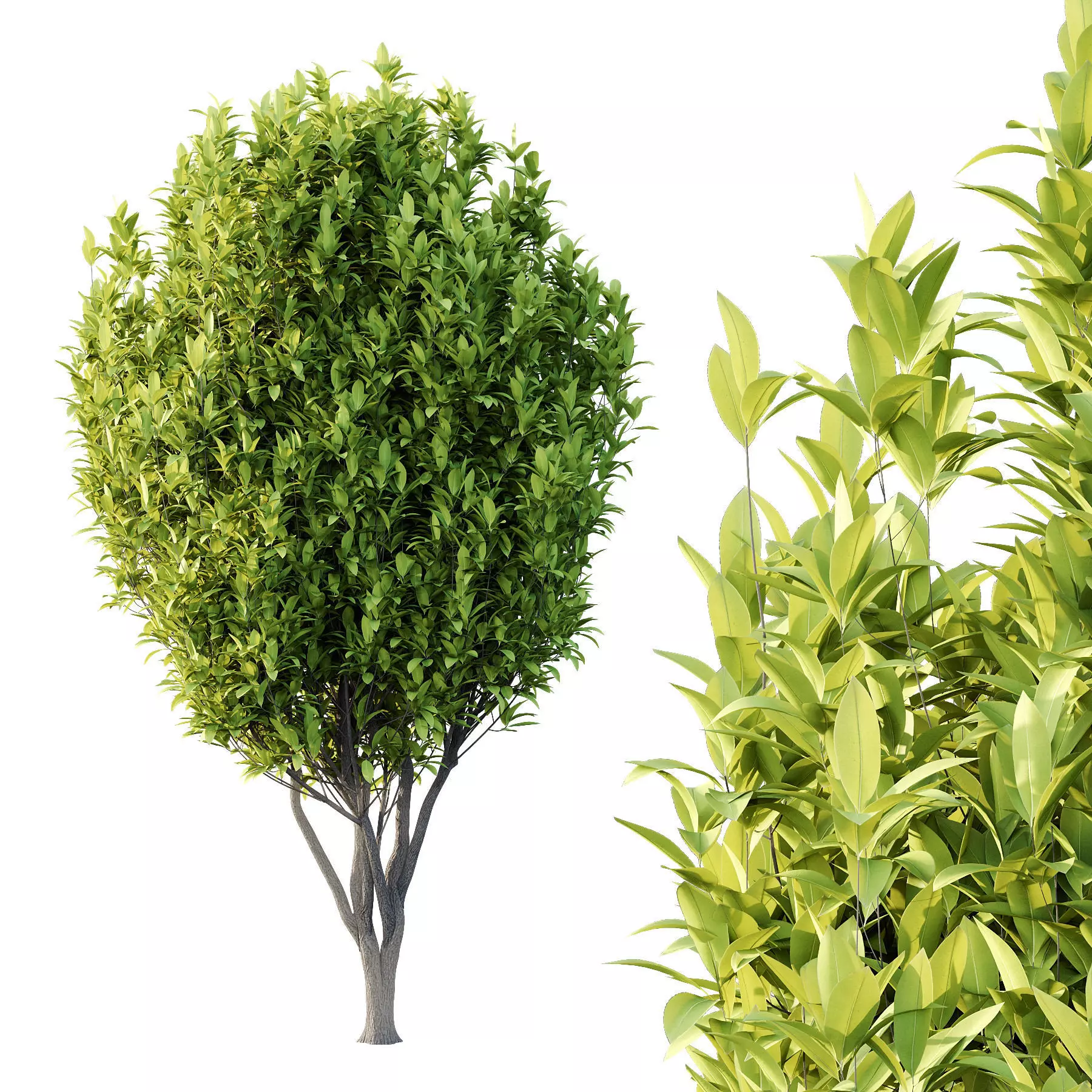 Excellent collection of Tree plants 16 Different Models 0022 _19