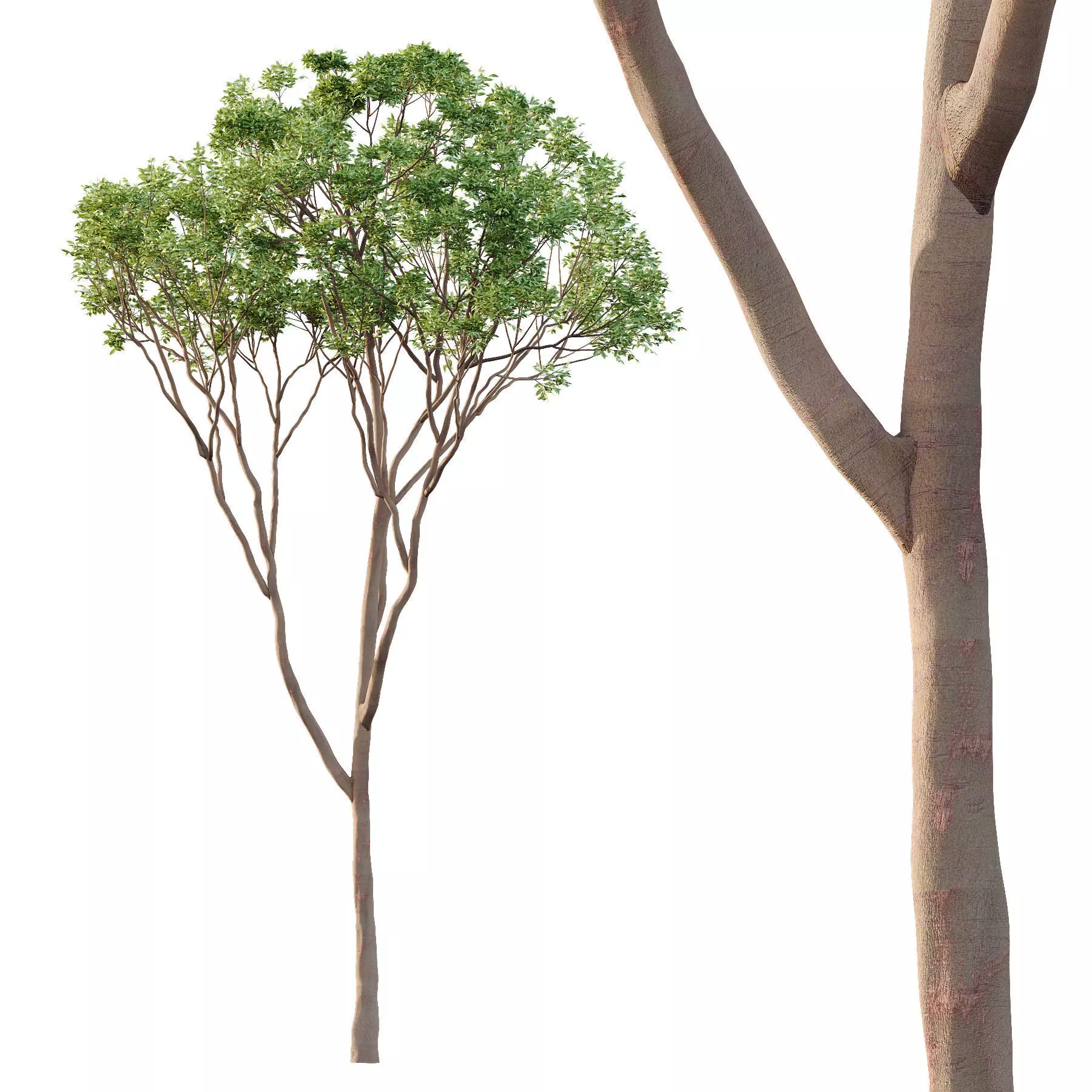 Excellent collection of Tree plants 16 Different Models 0022 _18