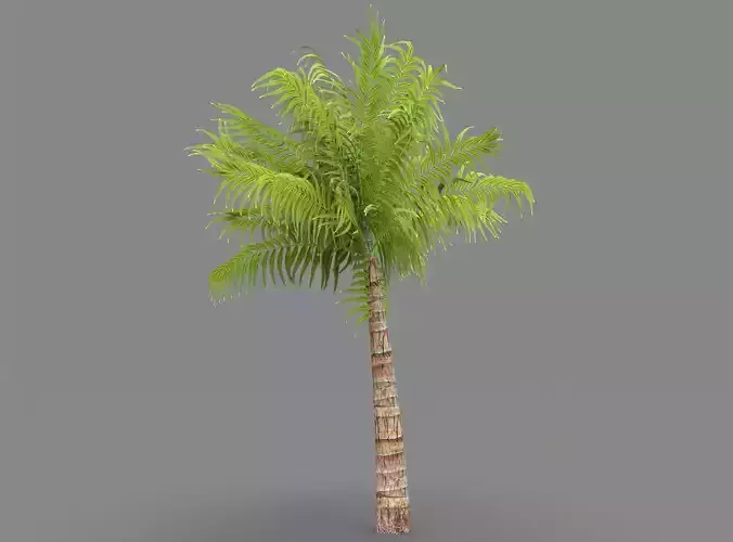  Palm tree