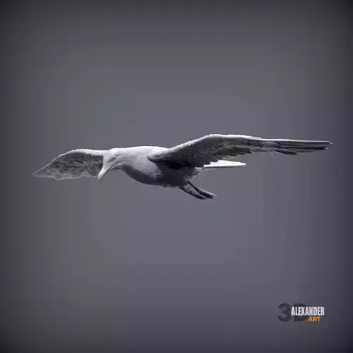 Seagull Is Flying