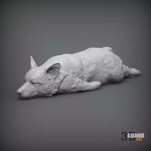 Sleeping Corgi