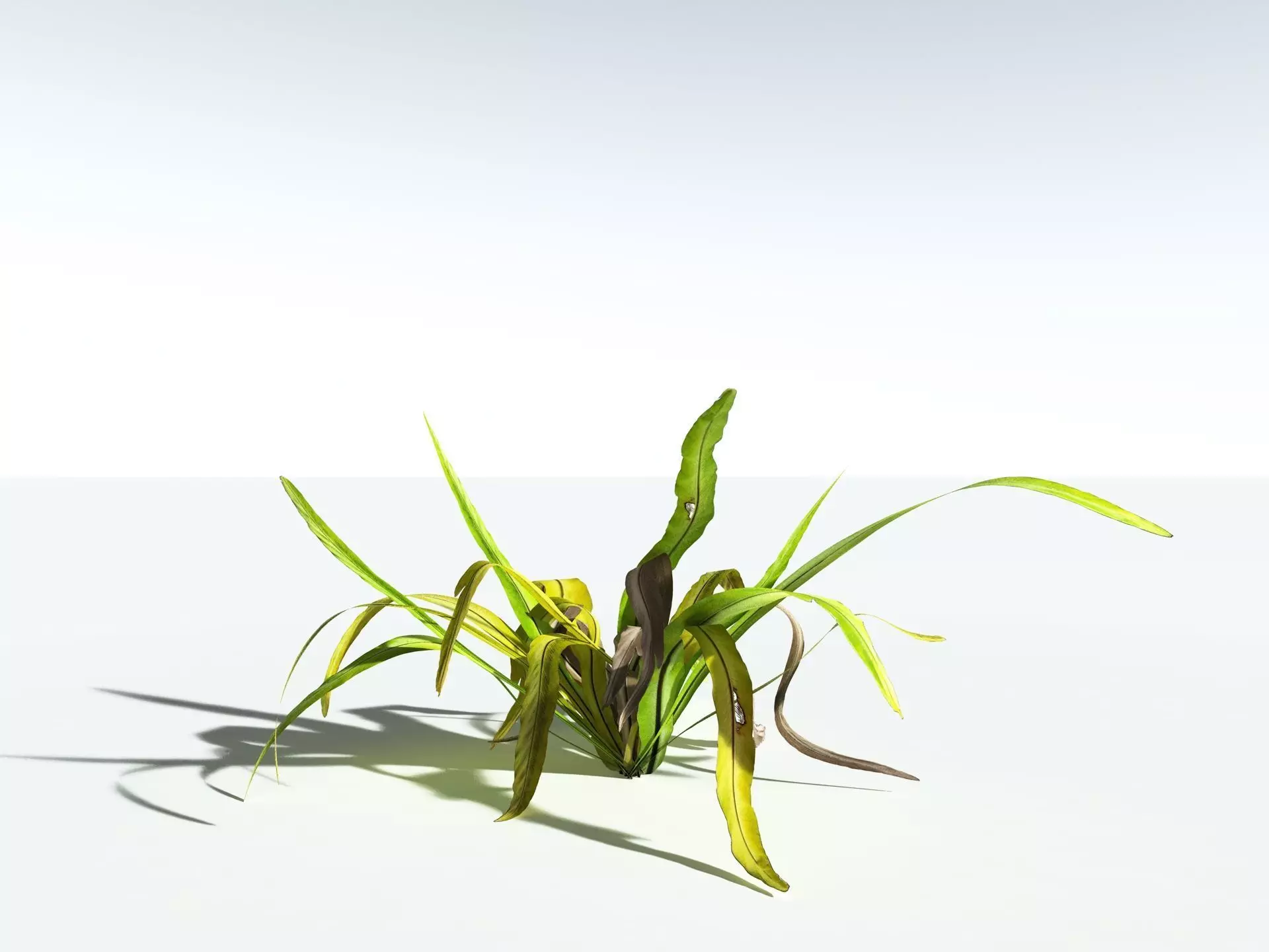EVERYPlant Birds Nest Fern LowPoly Low-poly 3D model_14