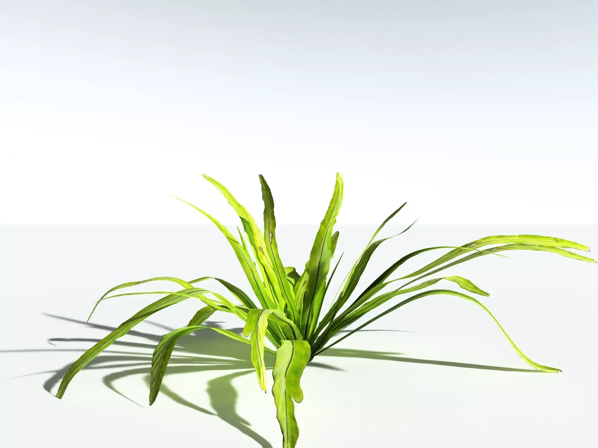 EVERYPlant Birds Nest Fern LowPoly Low-poly 3D model_6