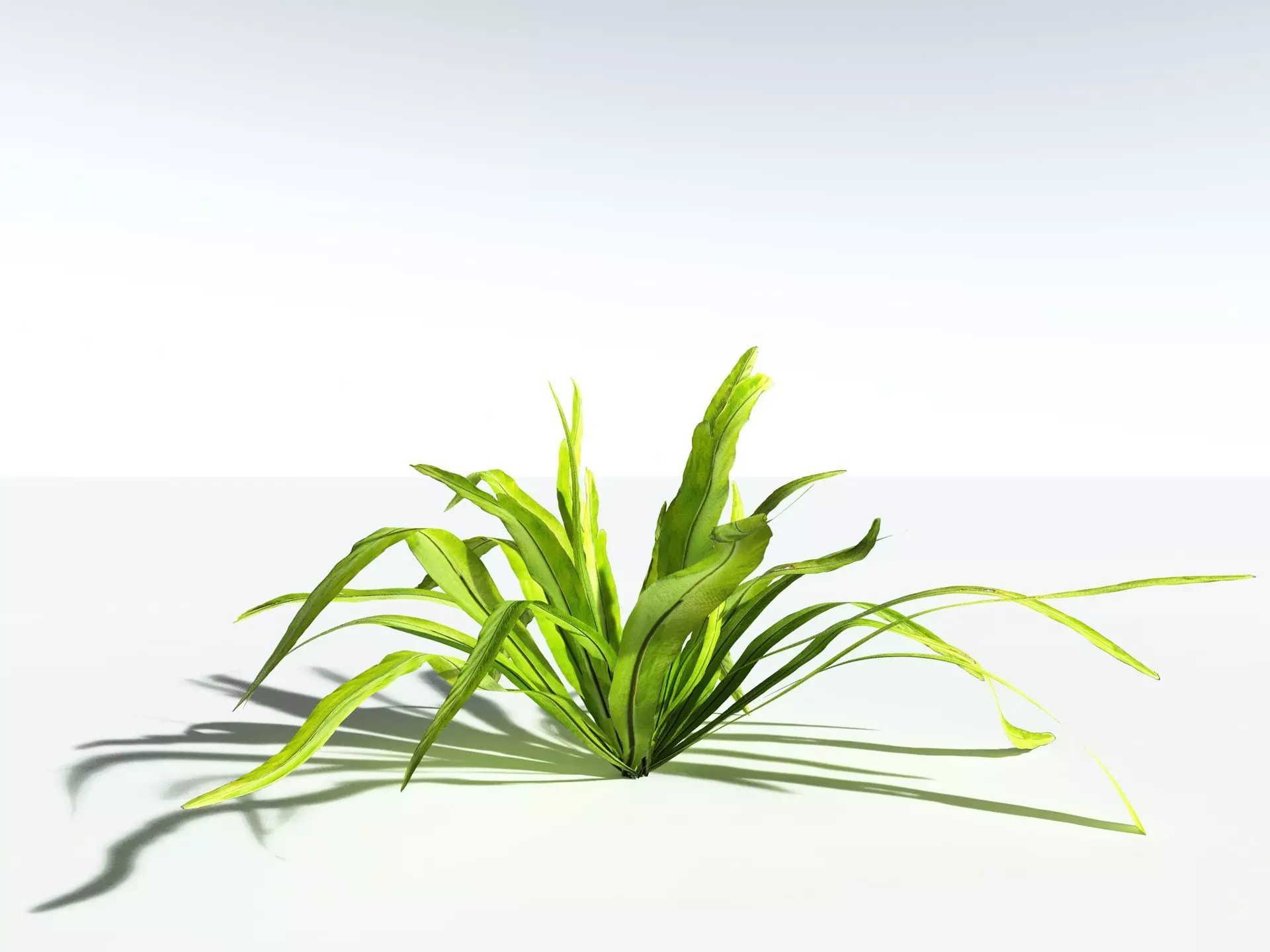 EVERYPlant Birds Nest Fern LowPoly Low-poly 3D model_0