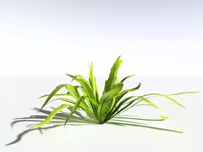 EVERYPlant Birds Nest Fern LowPoly