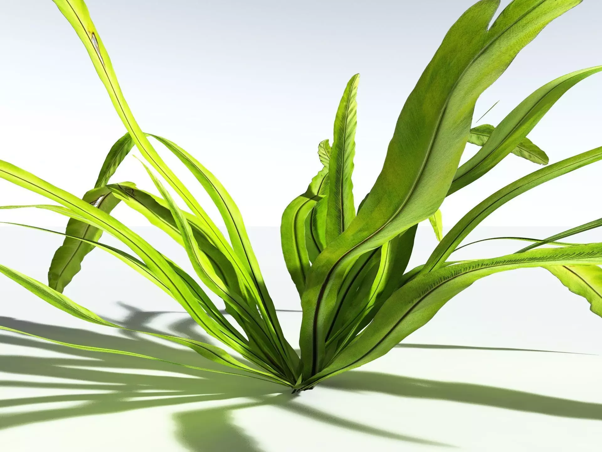 EVERYPlant Birds Nest Fern LowPoly Low-poly 3D model_21