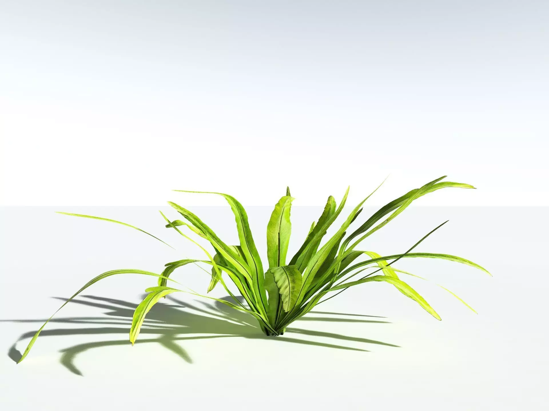 EVERYPlant Birds Nest Fern LowPoly Low-poly 3D model_10