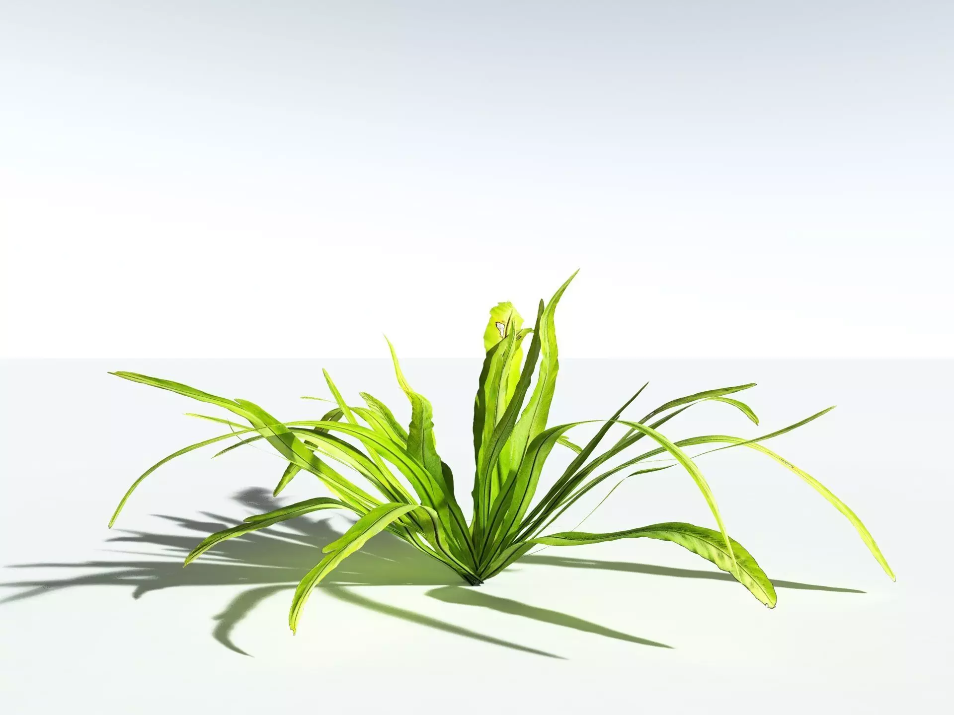 EVERYPlant Birds Nest Fern LowPoly Low-poly 3D model_4