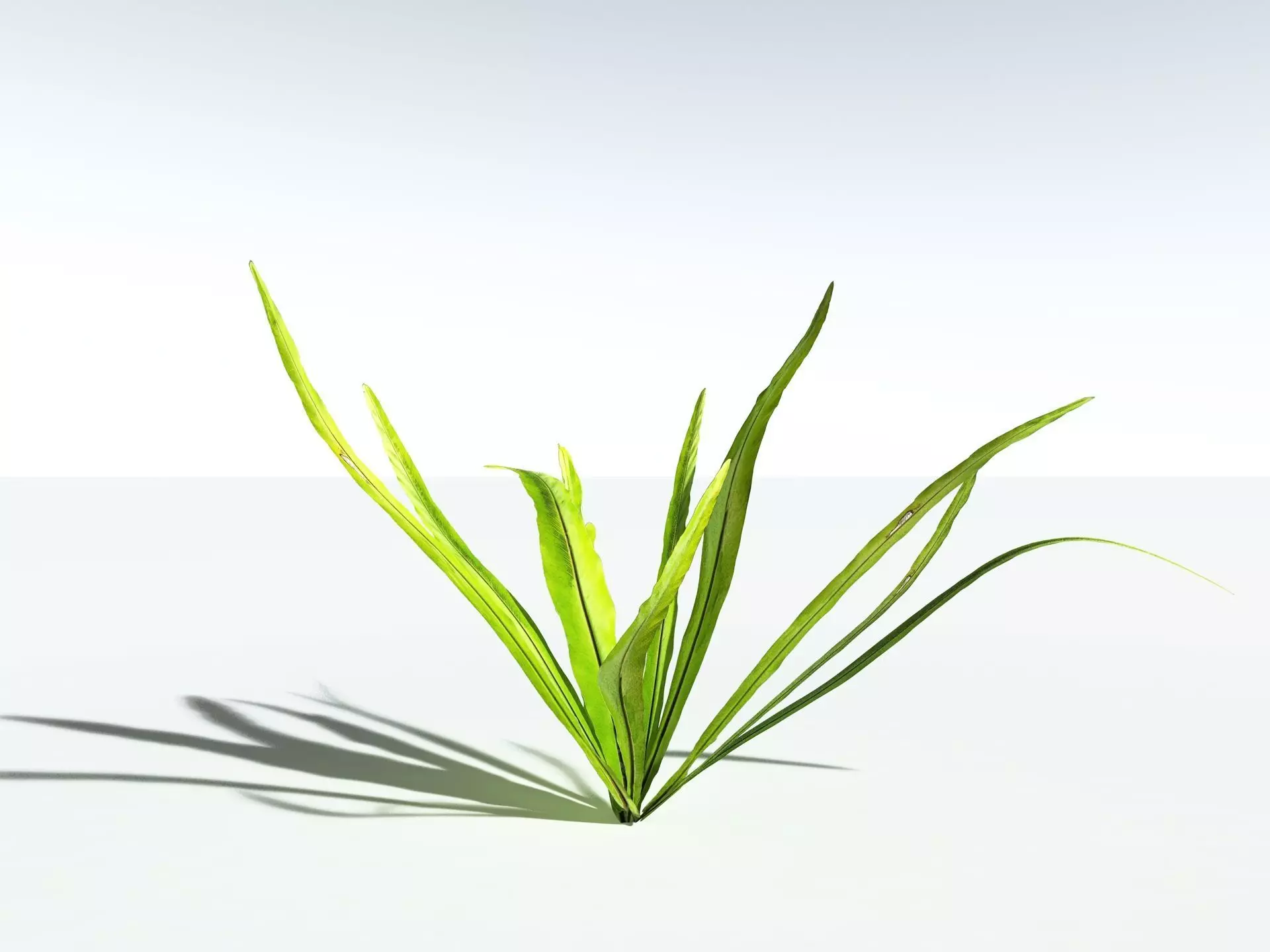 EVERYPlant Birds Nest Fern LowPoly Low-poly 3D model_25
