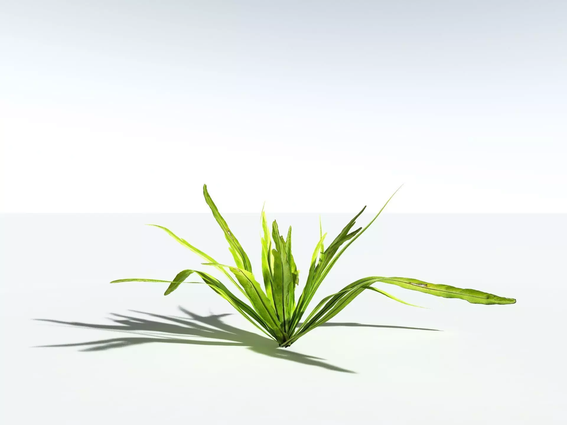 EVERYPlant Birds Nest Fern LowPoly Low-poly 3D model_22