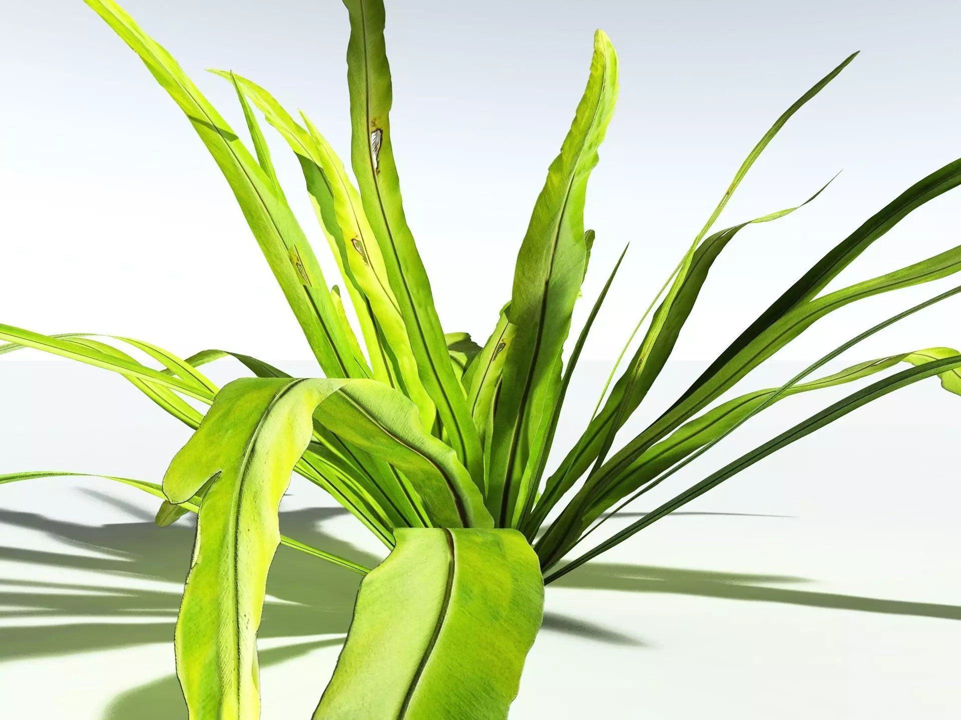 EVERYPlant Birds Nest Fern LowPoly Low-poly 3D model_7