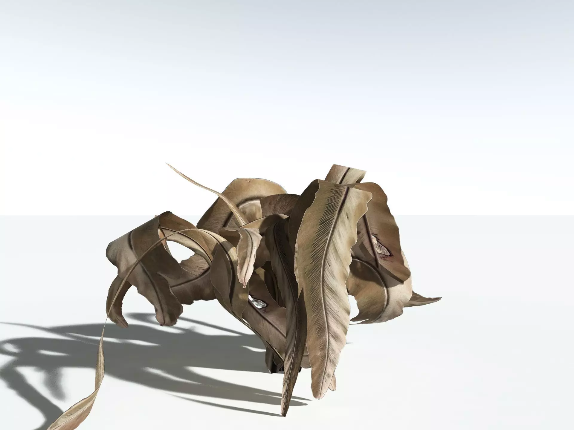 EVERYPlant Birds Nest Fern LowPoly Low-poly 3D model_19