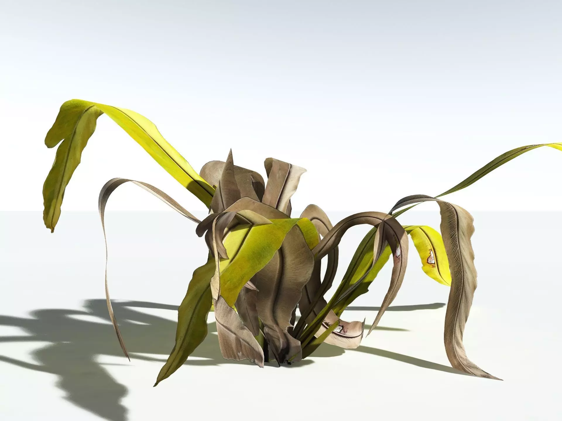 EVERYPlant Birds Nest Fern LowPoly Low-poly 3D model_17