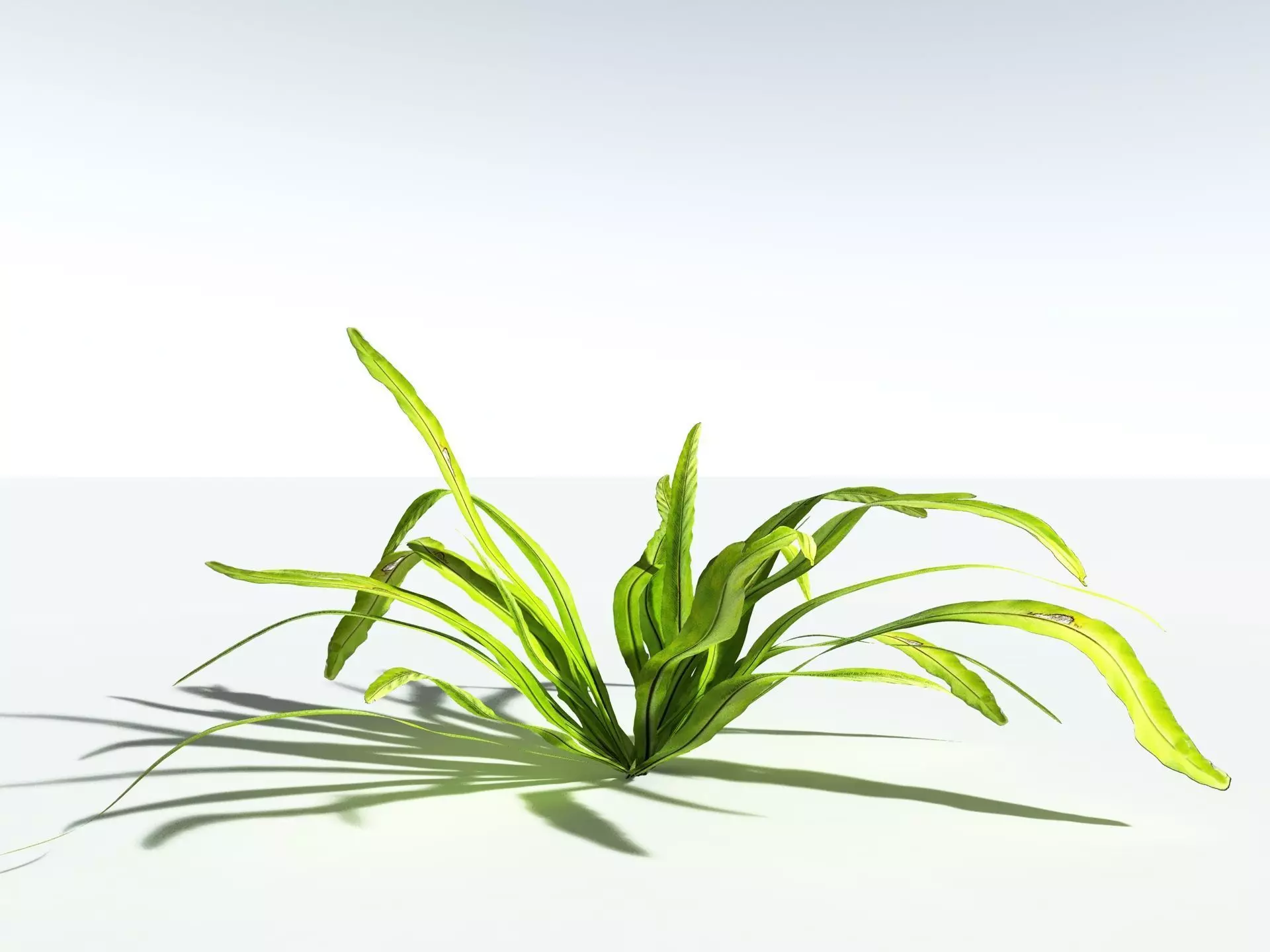 EVERYPlant Birds Nest Fern LowPoly Low-poly 3D model_20