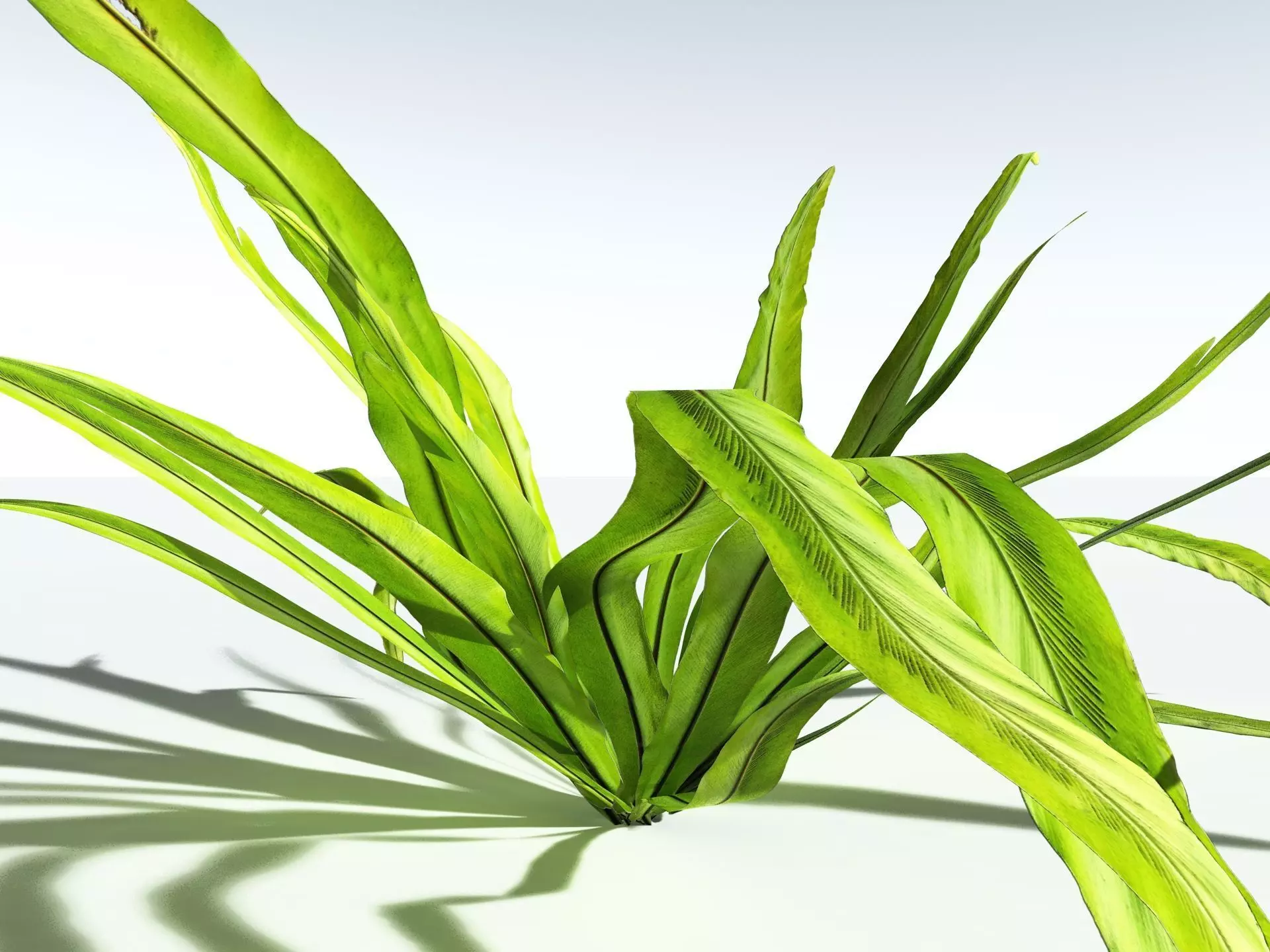 EVERYPlant Birds Nest Fern LowPoly Low-poly 3D model_9