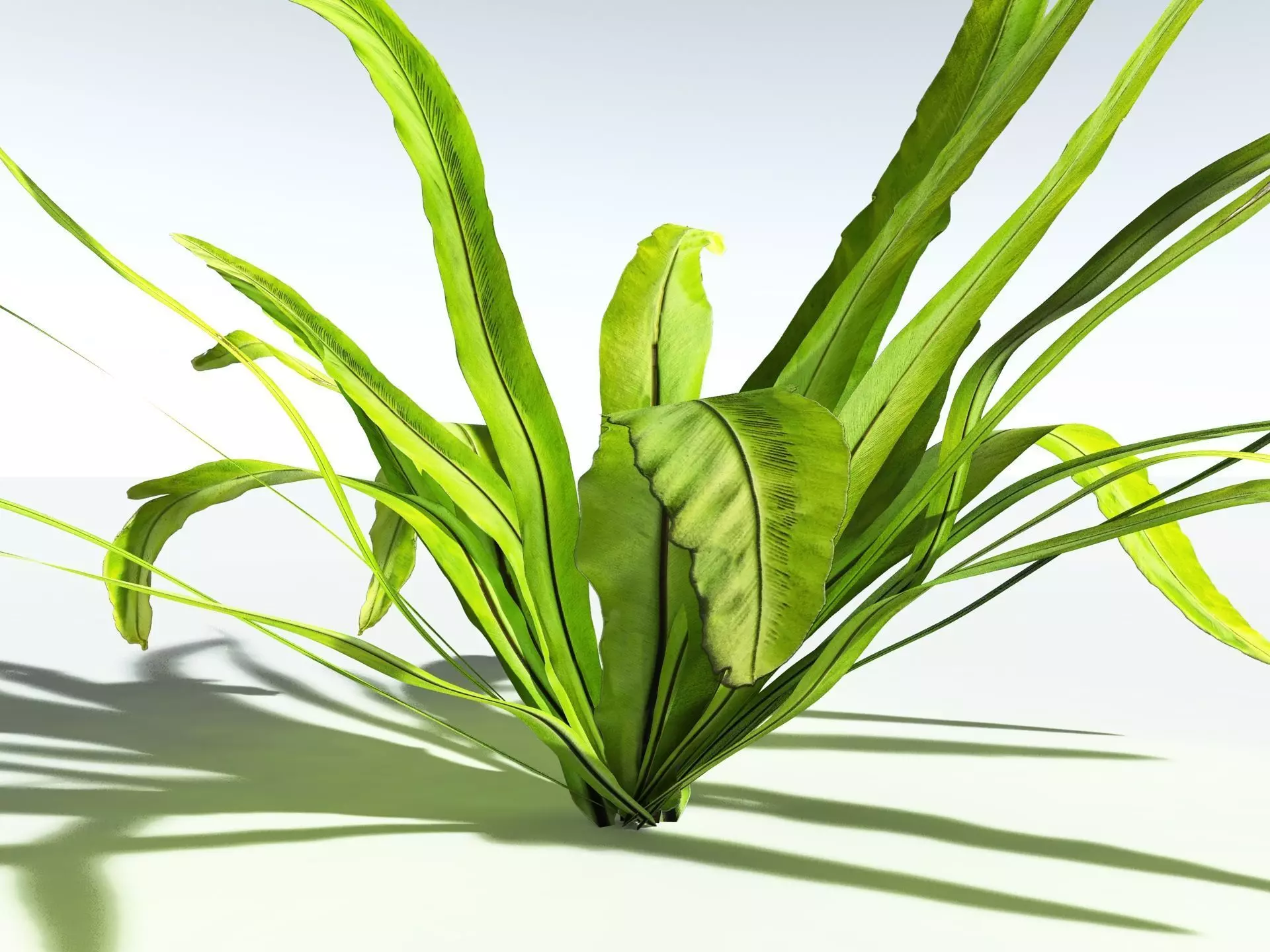 EVERYPlant Birds Nest Fern LowPoly Low-poly 3D model_11