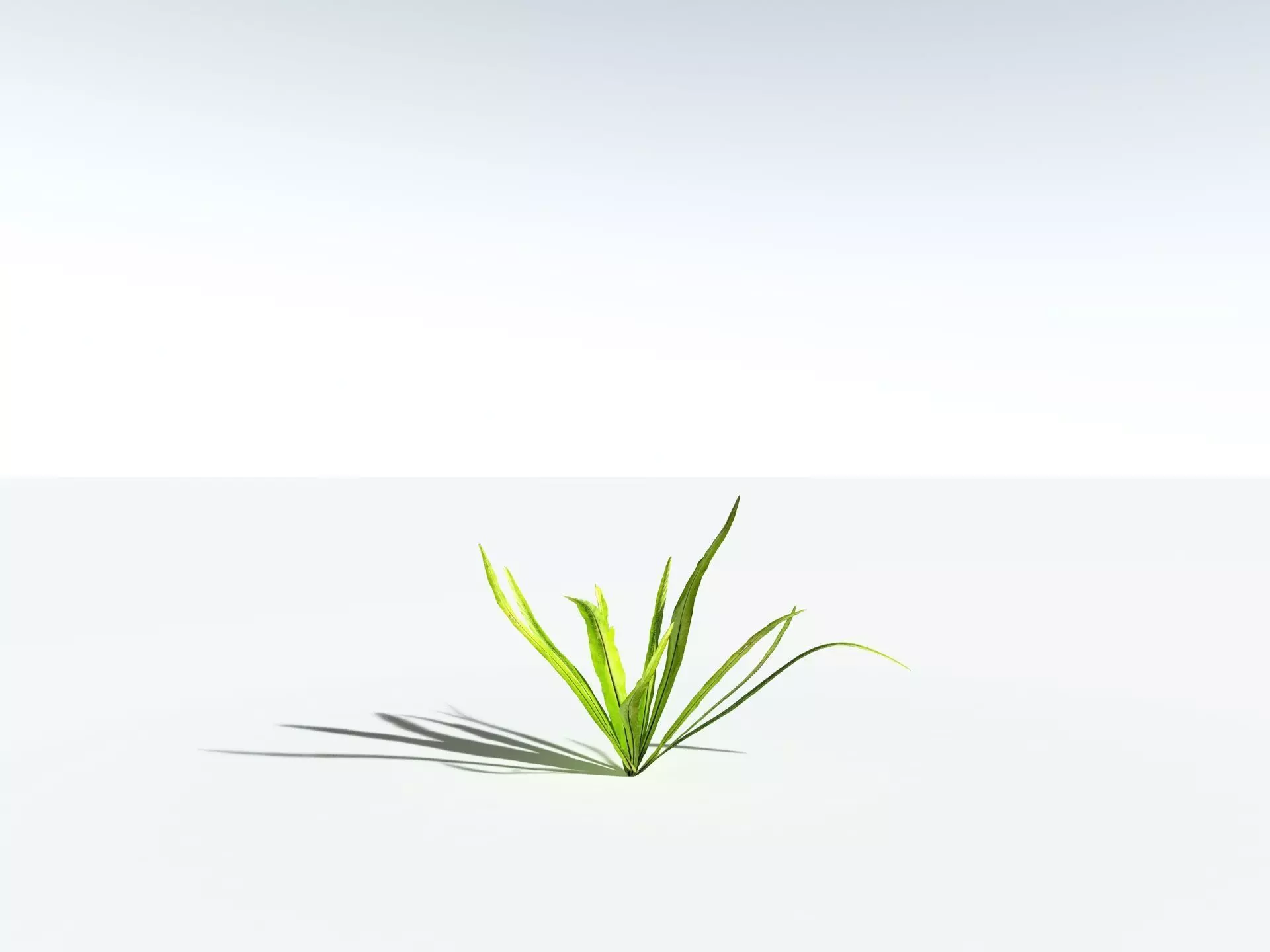 EVERYPlant Birds Nest Fern LowPoly Low-poly 3D model_24