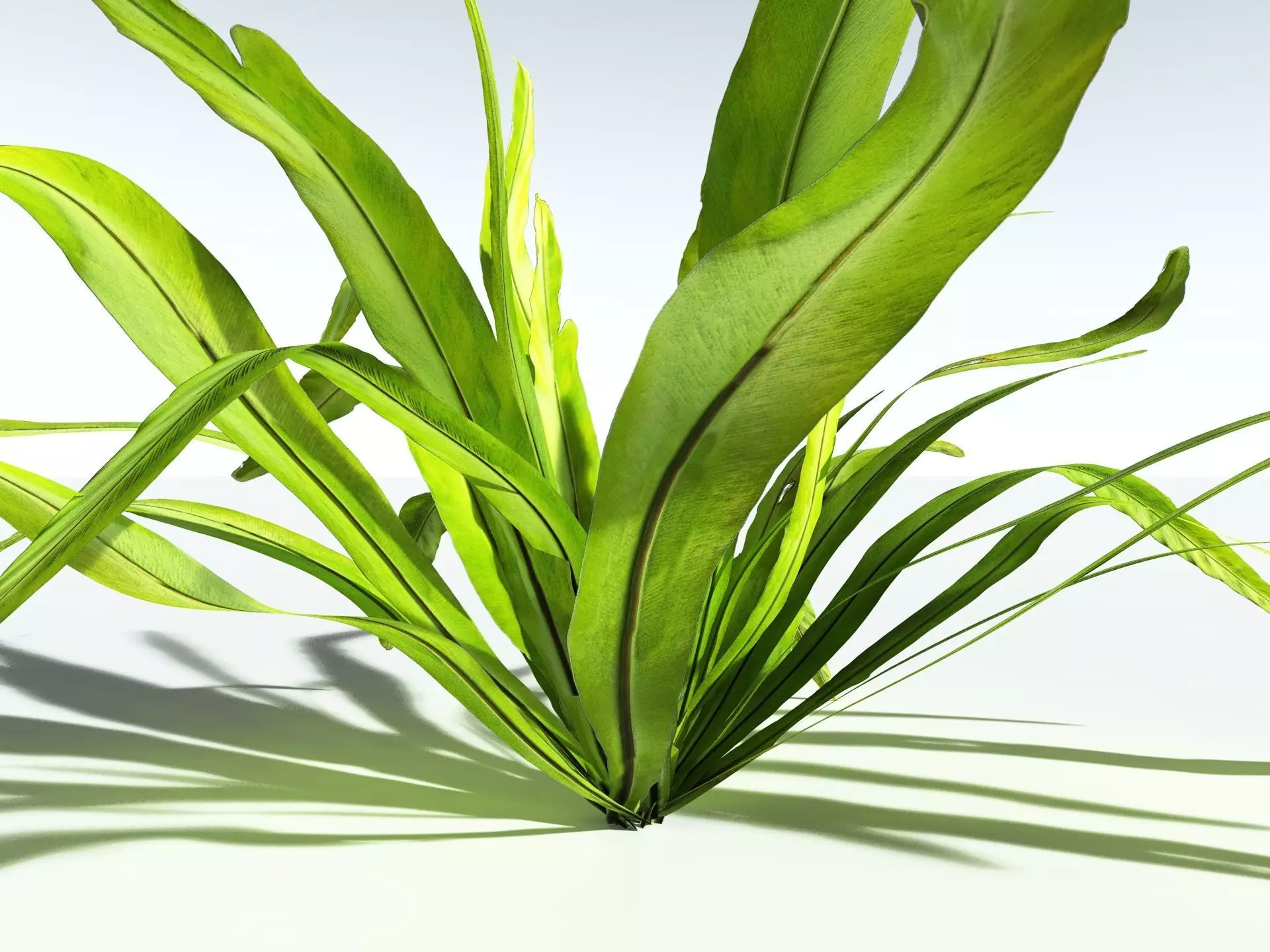EVERYPlant Birds Nest Fern LowPoly Low-poly 3D model_1
