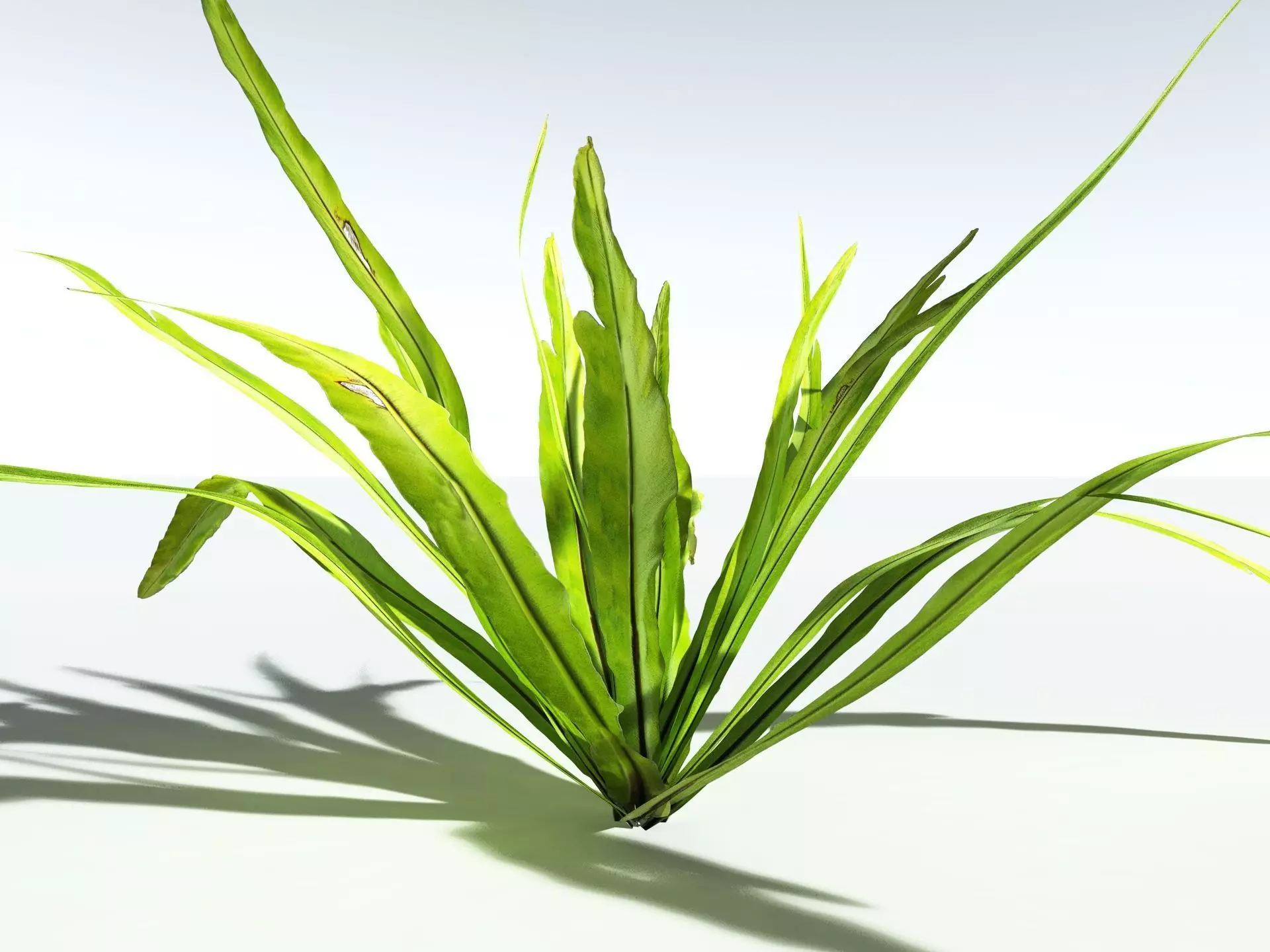 EVERYPlant Birds Nest Fern LowPoly Low-poly 3D model_23