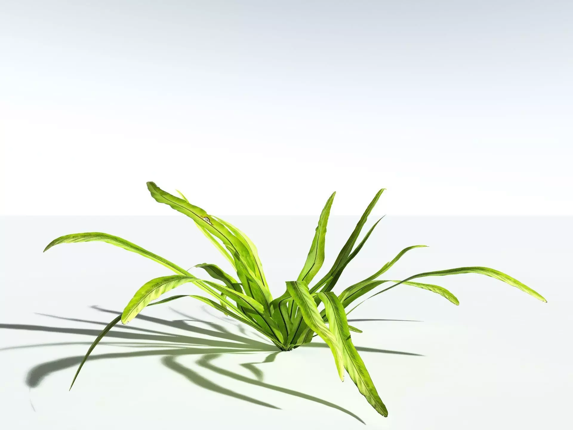 EVERYPlant Birds Nest Fern LowPoly Low-poly 3D model_8