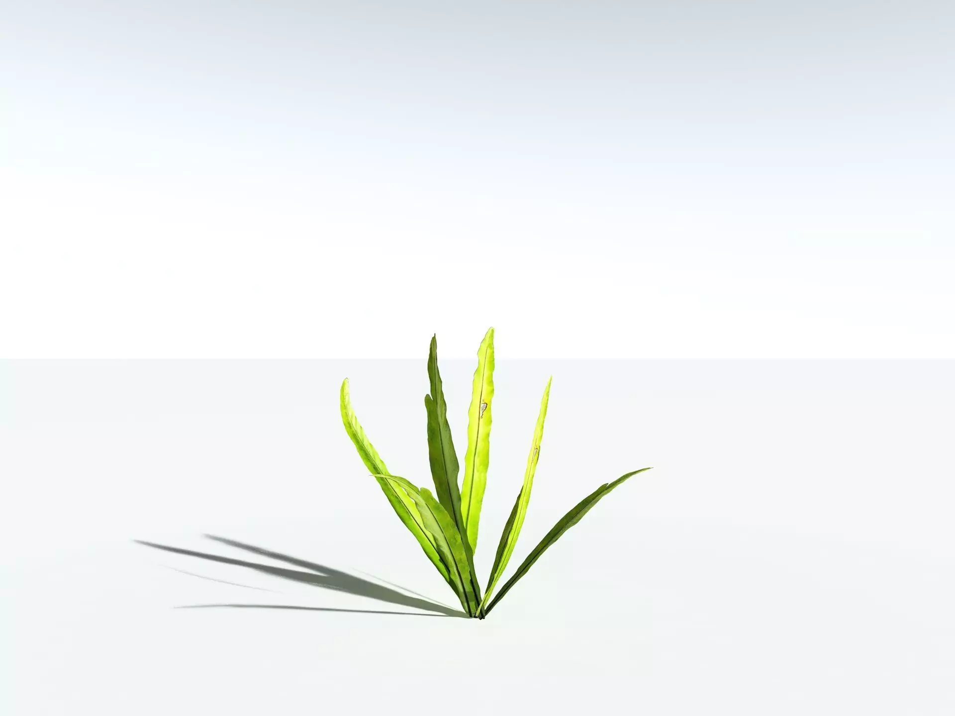 EVERYPlant Birds Nest Fern LowPoly Low-poly 3D model_27
