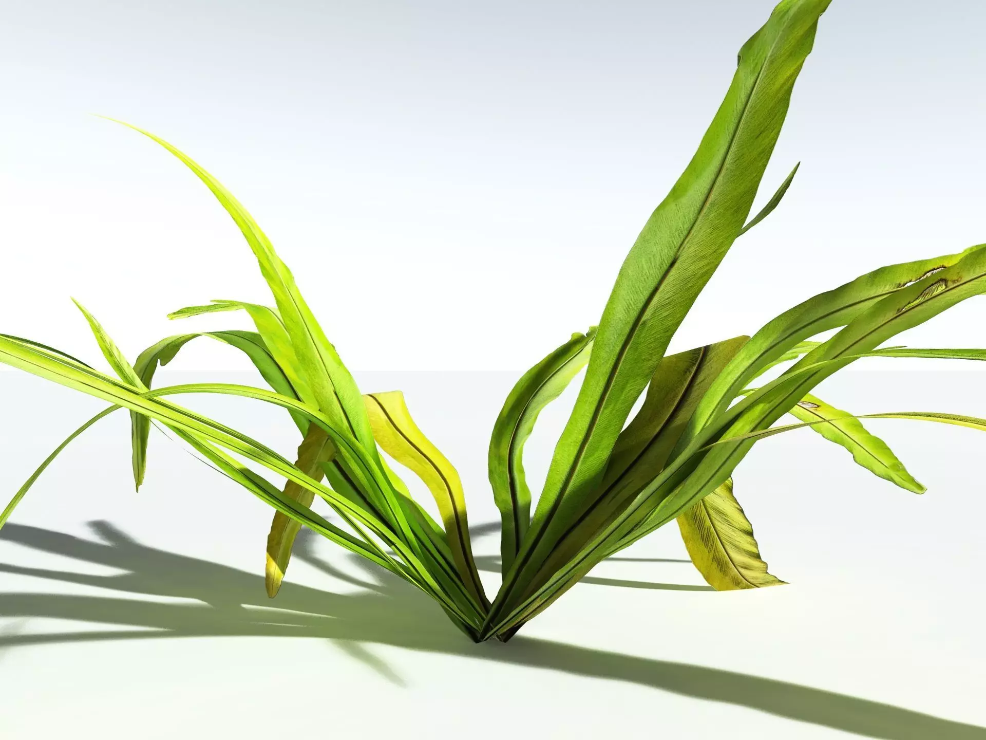 EVERYPlant Birds Nest Fern LowPoly Low-poly 3D model_13