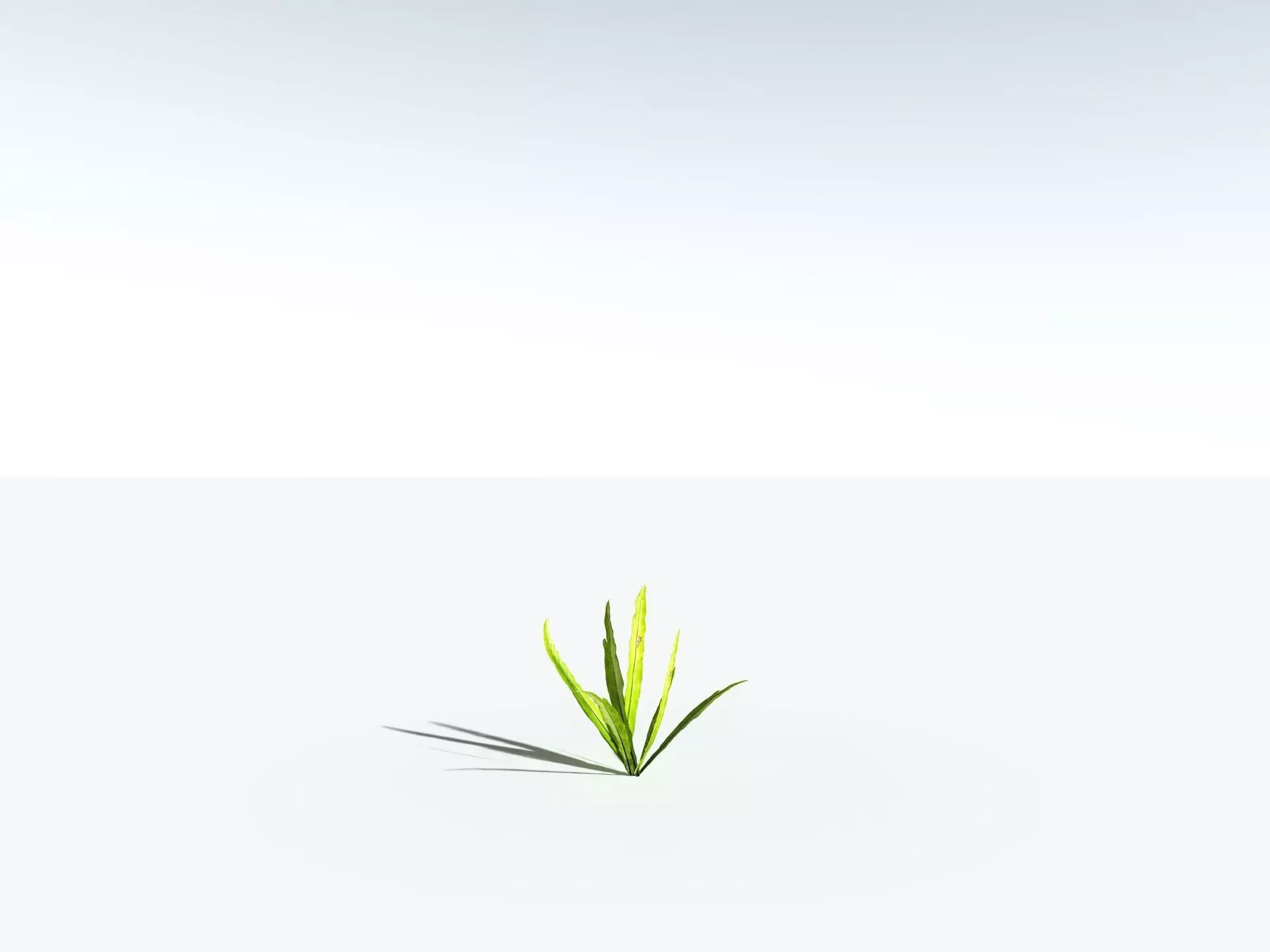 EVERYPlant Birds Nest Fern LowPoly Low-poly 3D model_26