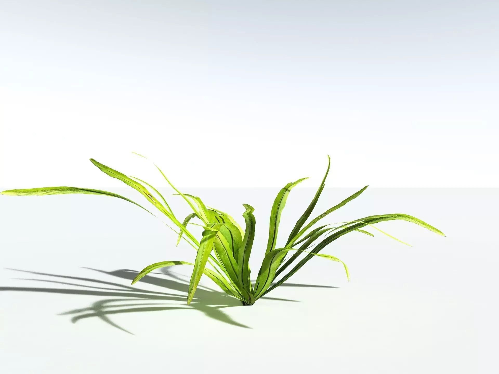 EVERYPlant Birds Nest Fern LowPoly Low-poly 3D model_2
